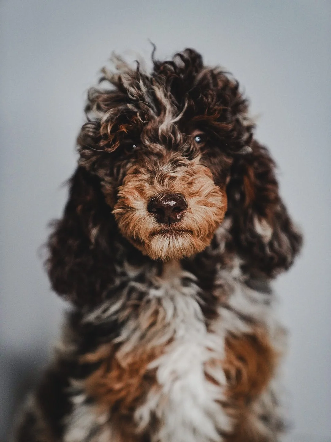 brown merle poodle