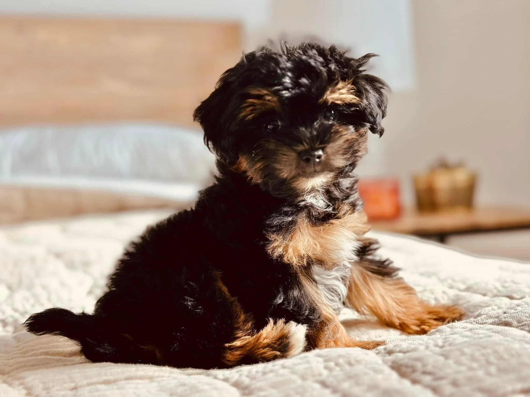 A cute, fluffy black and brown puppy sitting on a bed with a wooden headboard and pillows. In the background, there is a nightstand with some objects, including a basket and a small orange item.