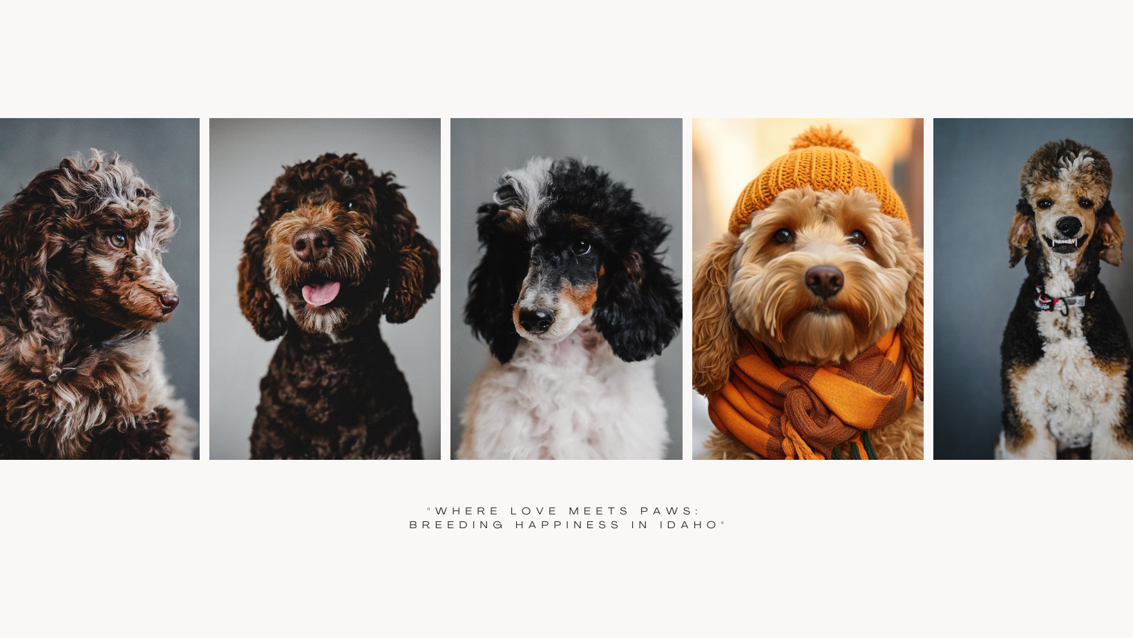 website photo collage header (1).png