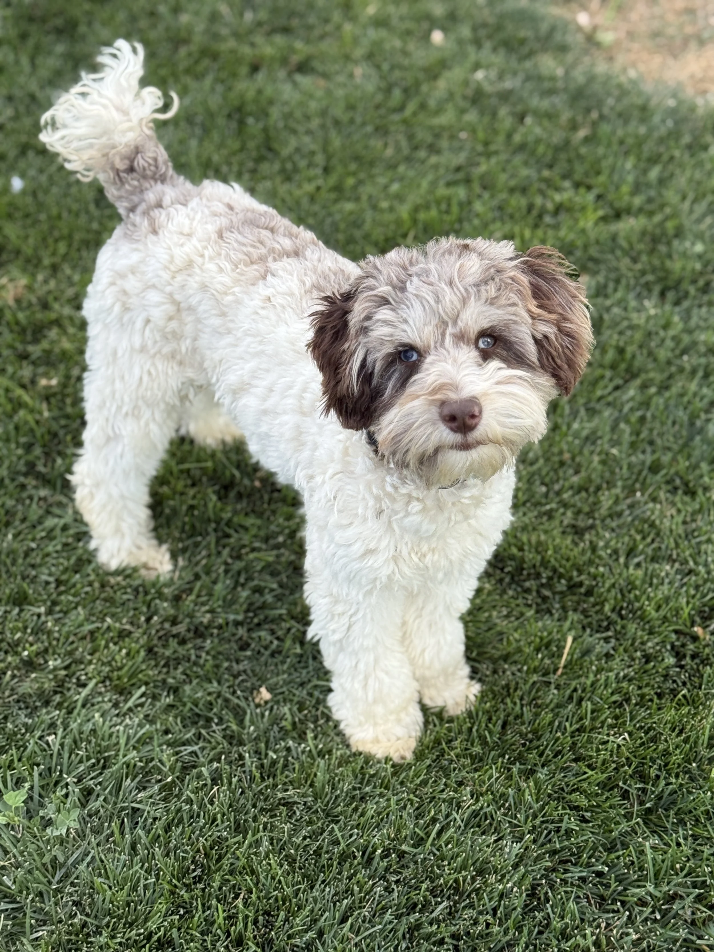 A fluffy puppy with cream and brown curly fur standing on grass, looking at the camera.