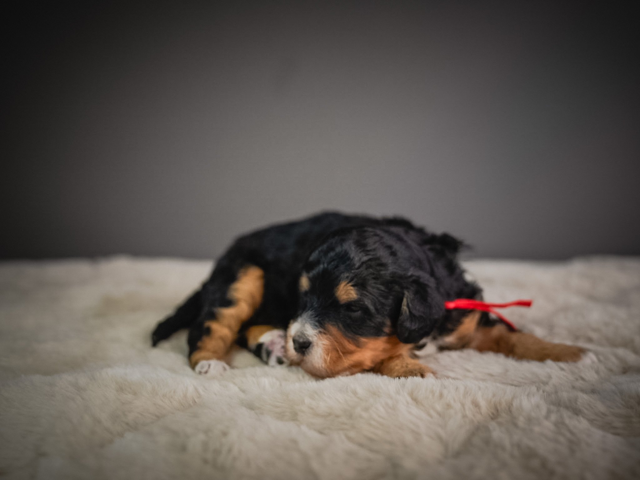 A cute, black and tan puppy lying down on a soft, fluffy white surface, resting with eyes partially closed, with a red ribbon around its neck.