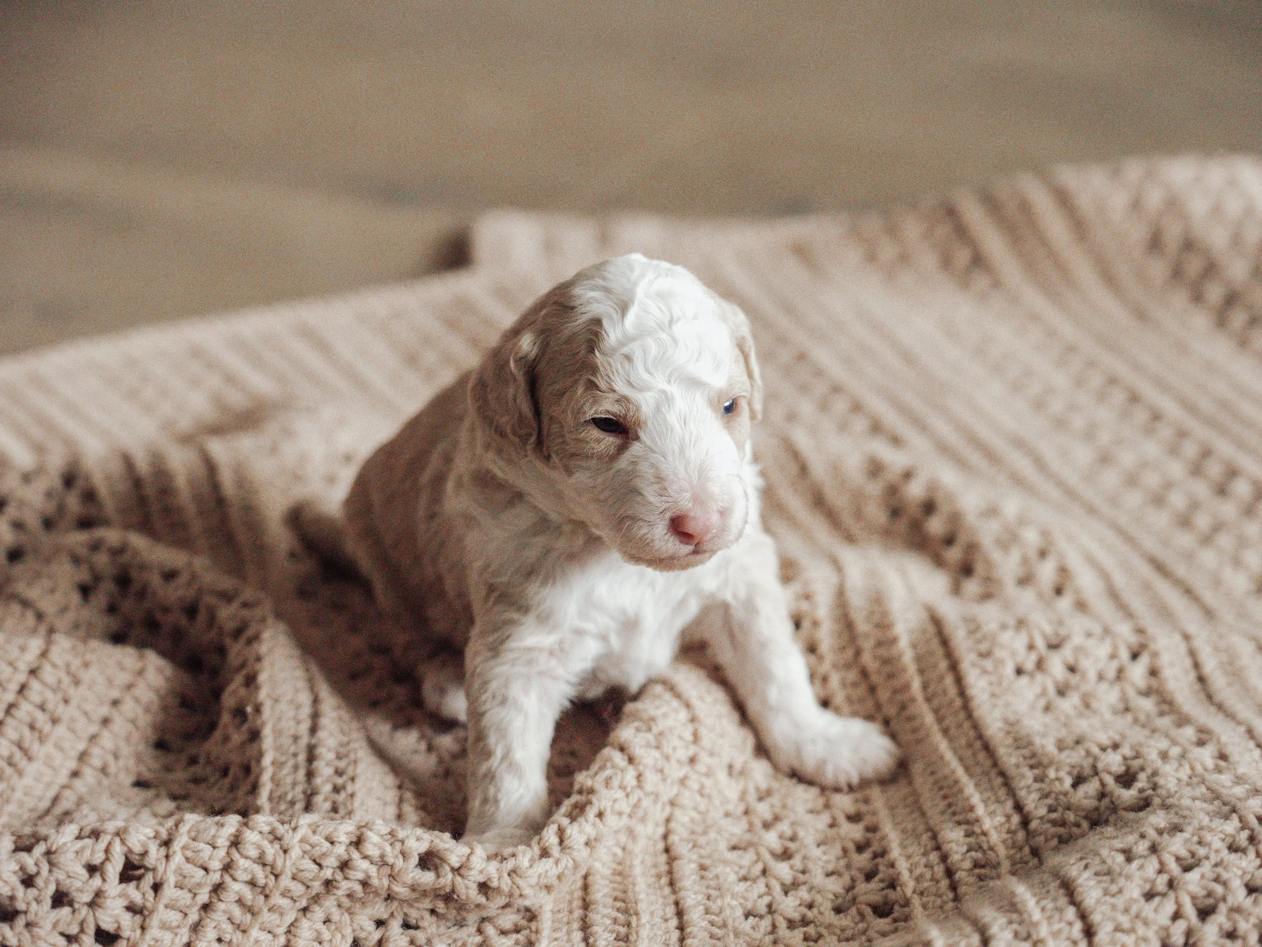 Sheepadoodle Puppy Boise, Idaho