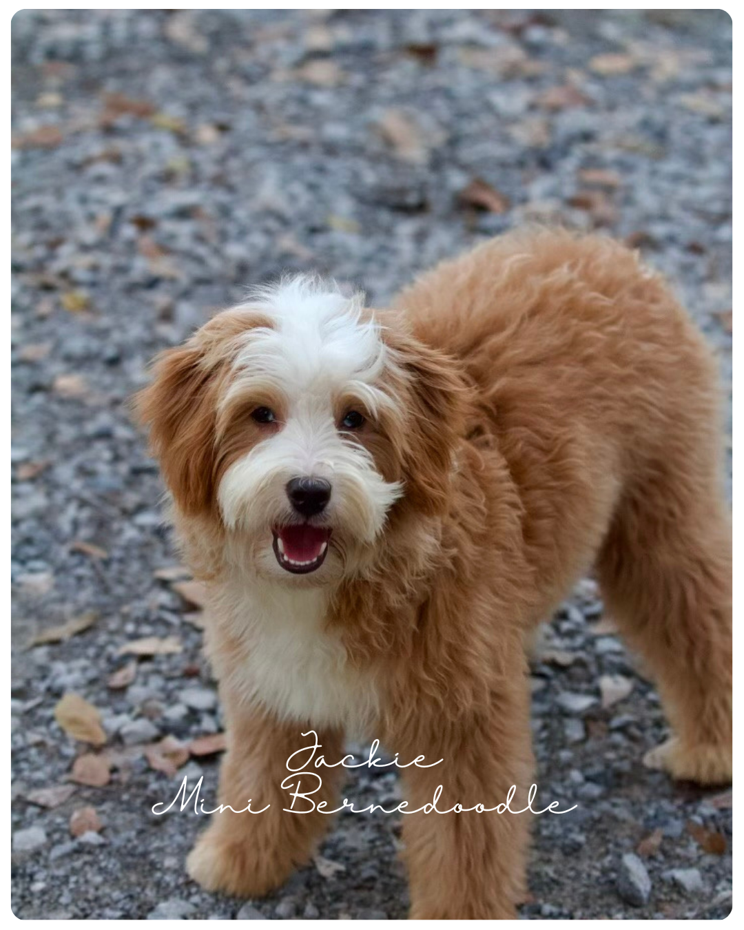 A cute small brown and white puppy standing outdoors on a gravel surface, looking at the camera with a happy expression. Text overlay reads "Jackie Mini Bernedoodle."