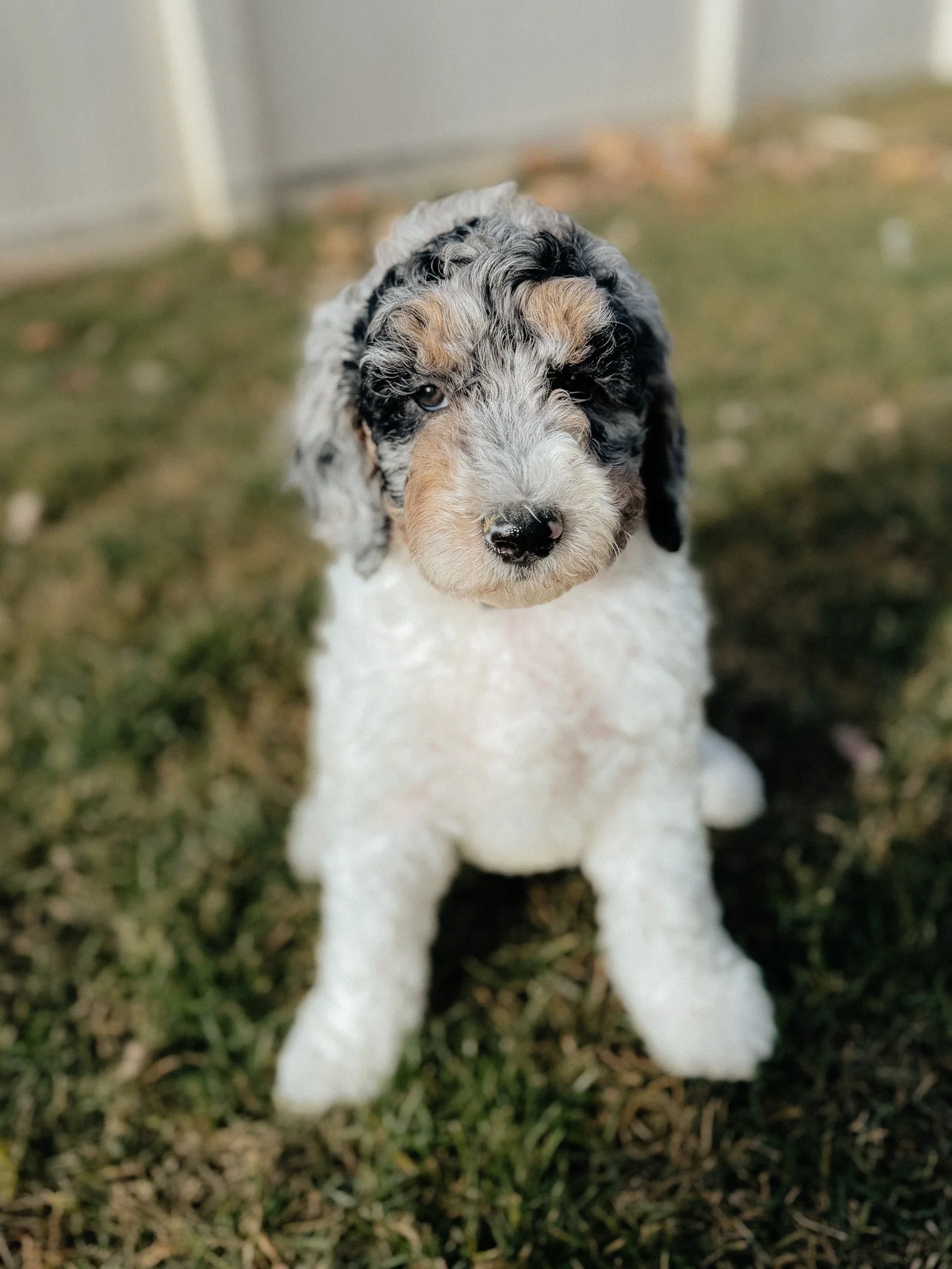 A newborn puppy with black, white, and gray fur sleeping on a soft, cream-colored blanket.