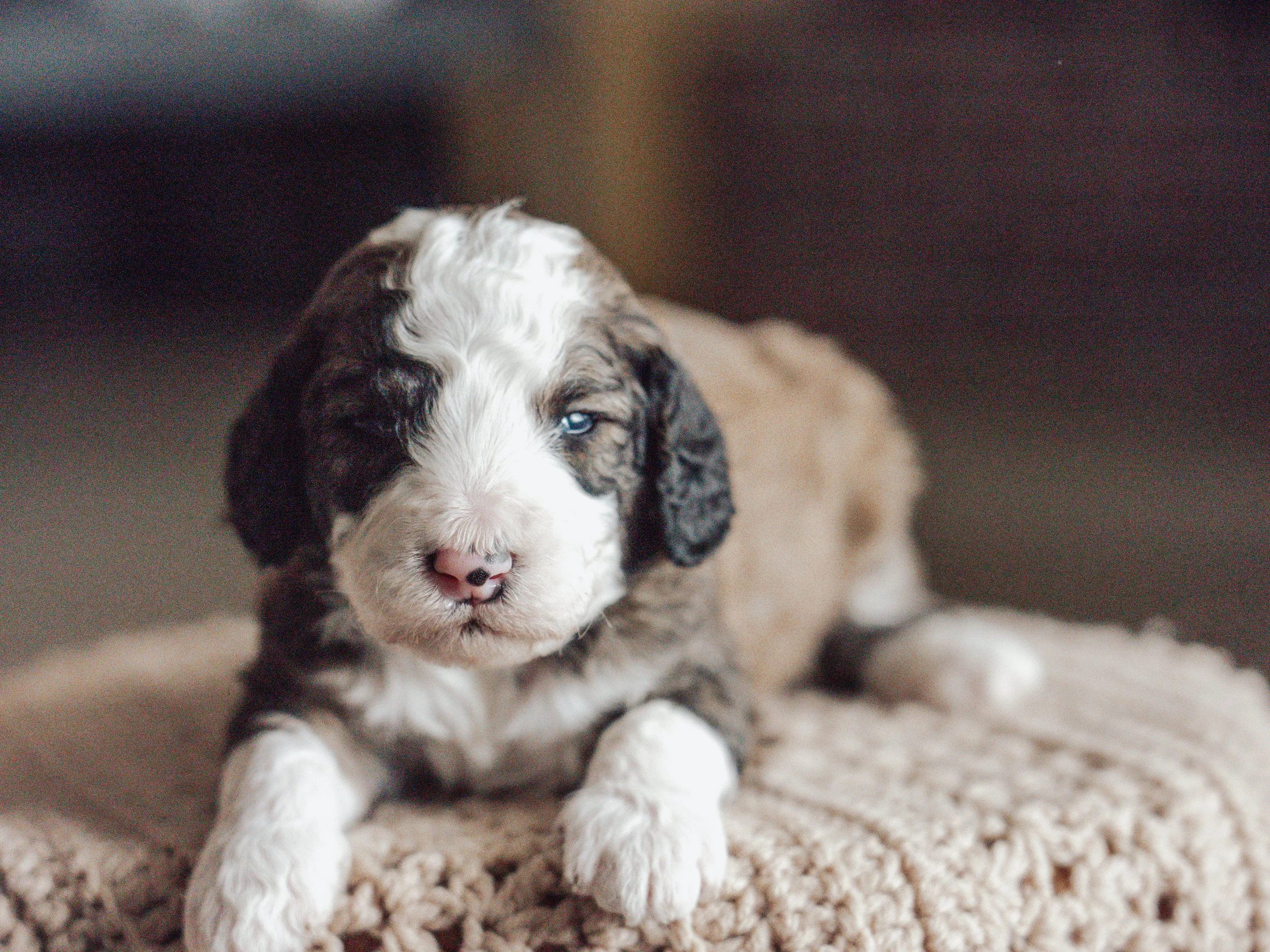 Sheepadoodle Puppy Boise, Idaho