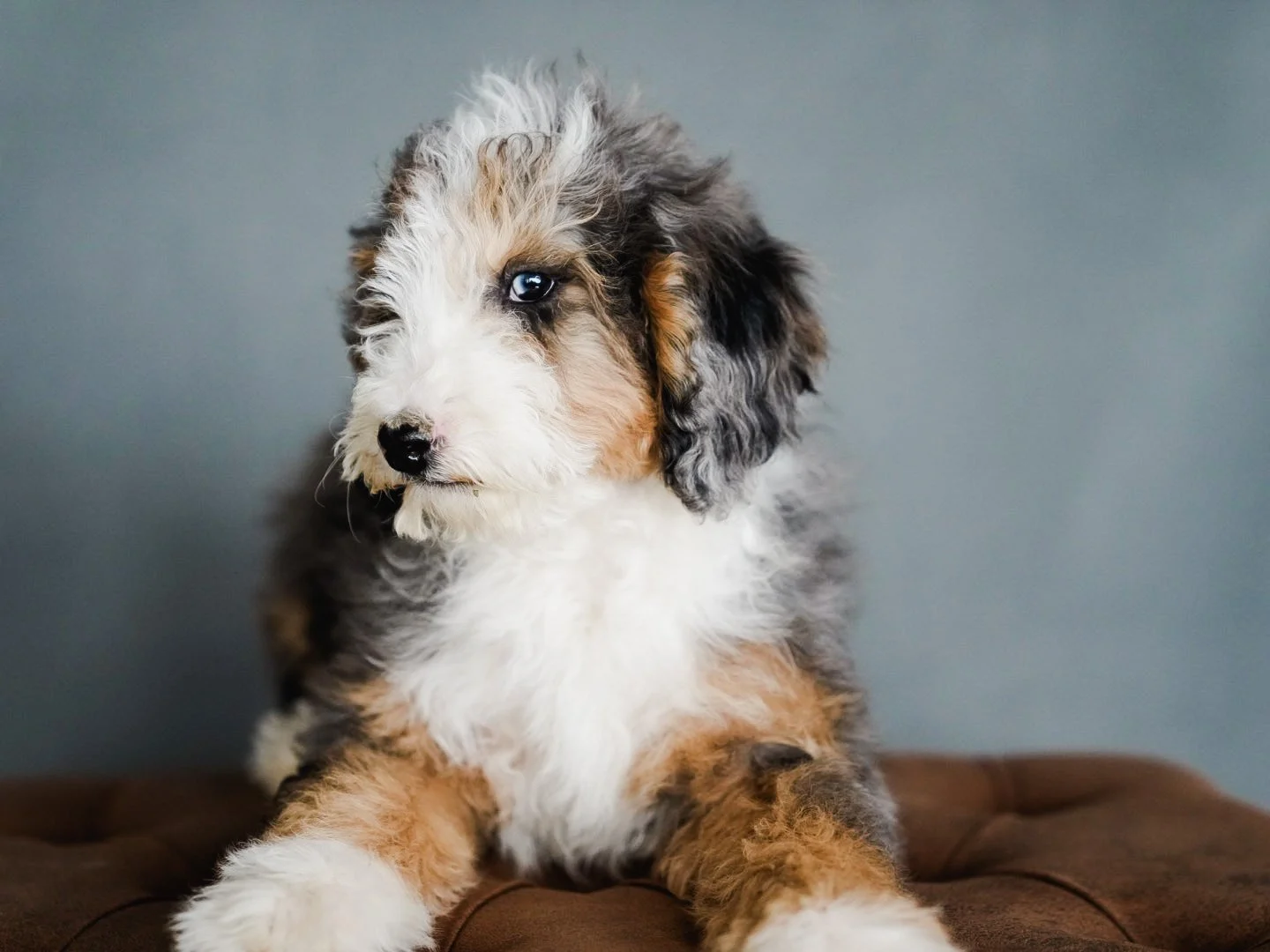 Mini Bernedoodle Boise, Idaho