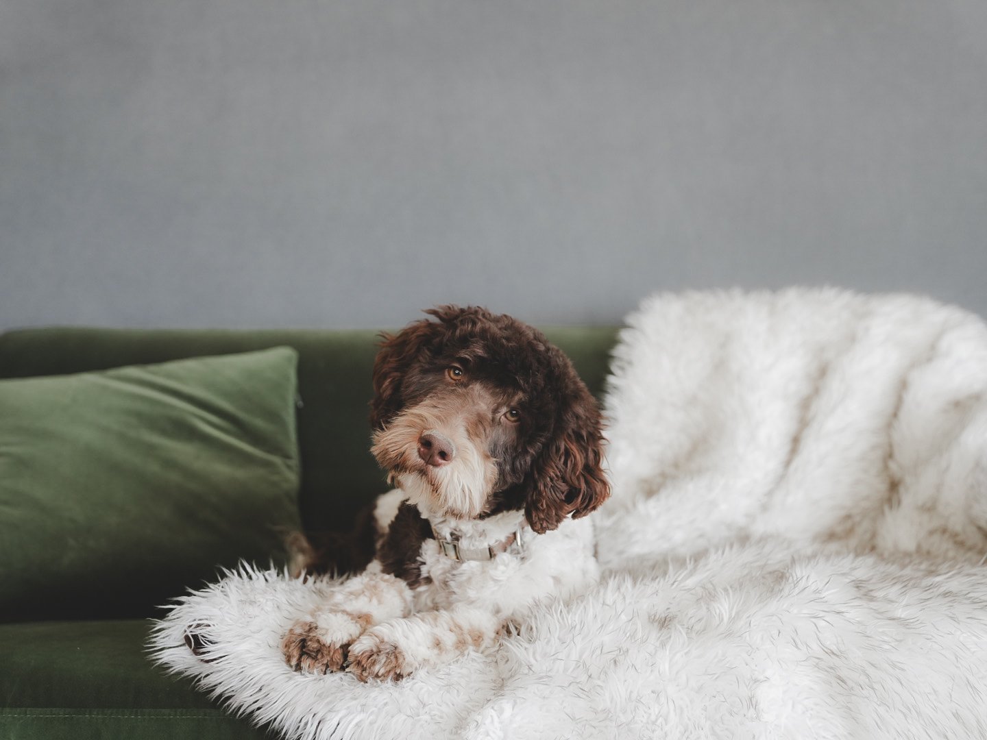 brown tricolor bernedoodle