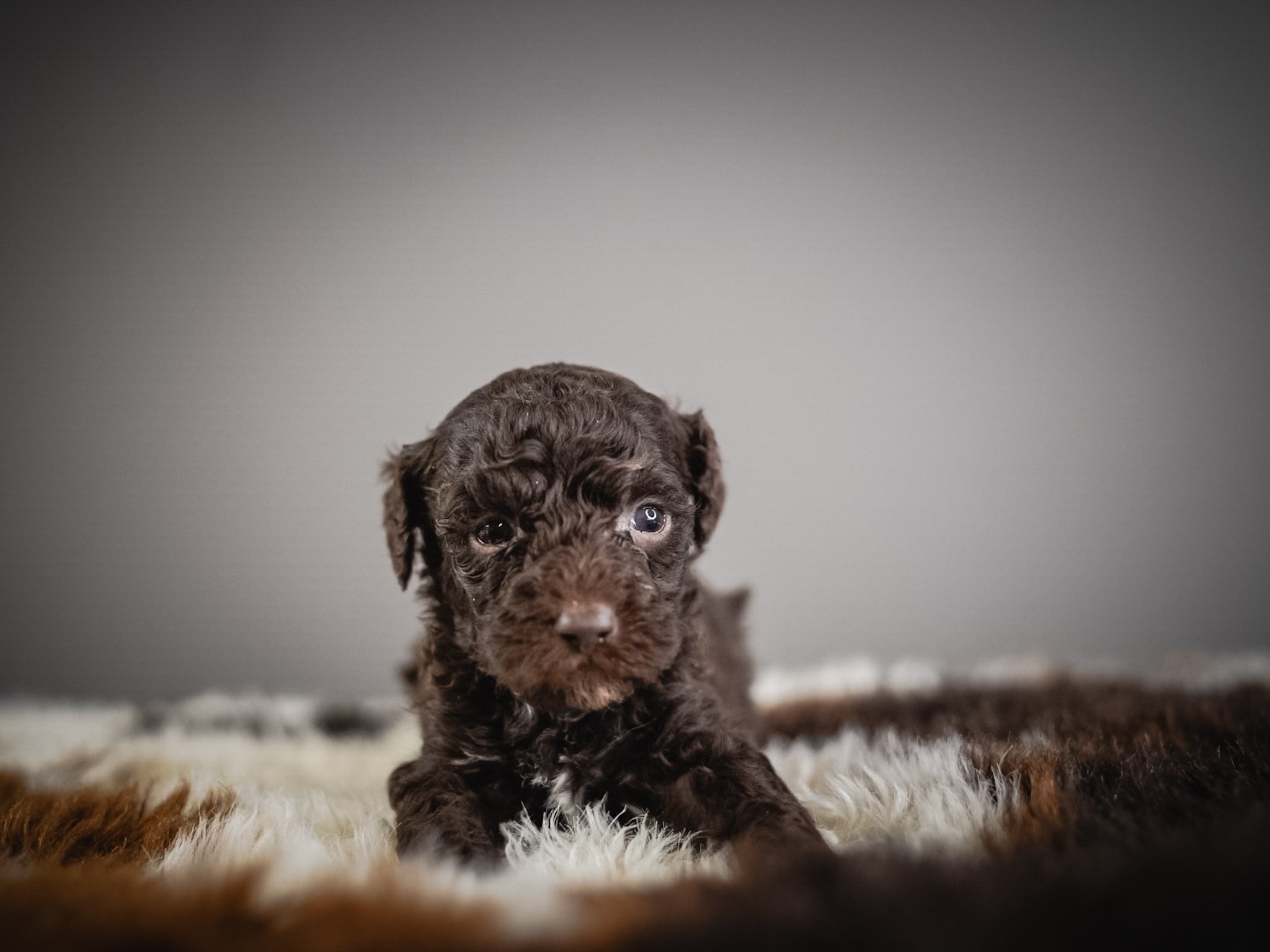 A small, curly-haired brown puppy with blue eyes sitting on a fluffy, multi-colored rug against a plain gray background.
