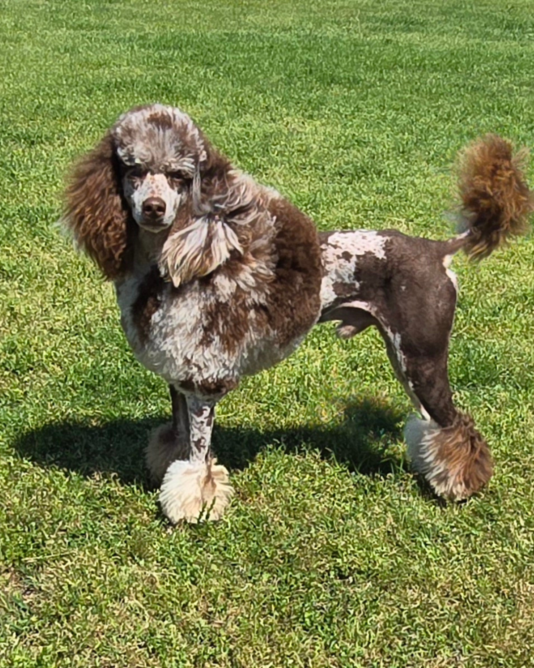 An advertisement for AKC Phantom Merle Moyen Poodle puppies, featuring a photo of a puppy and contact information for Laura Harris.