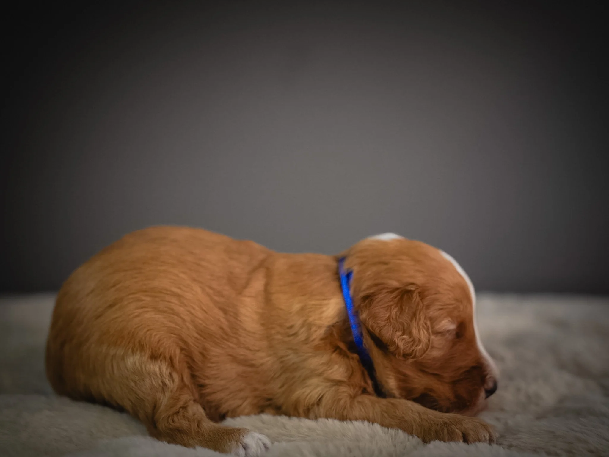 A small brown puppy with a blue collar is lying on a soft surface, facing to the right, with a plain dark background.