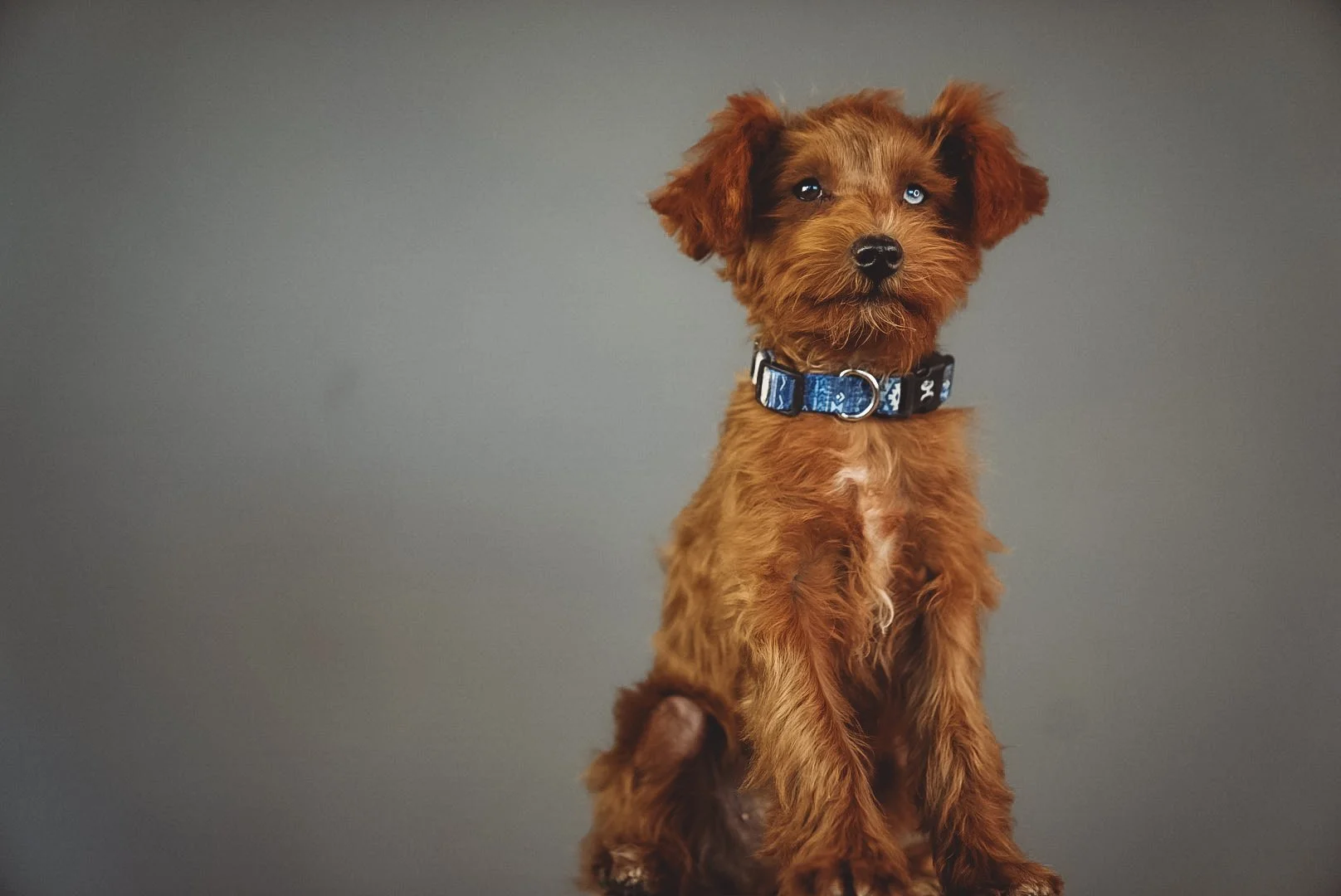 A young brown dog with curly fur and bright blue eyes, sitting against a grey background, wearing a blue collar with a white pattern.