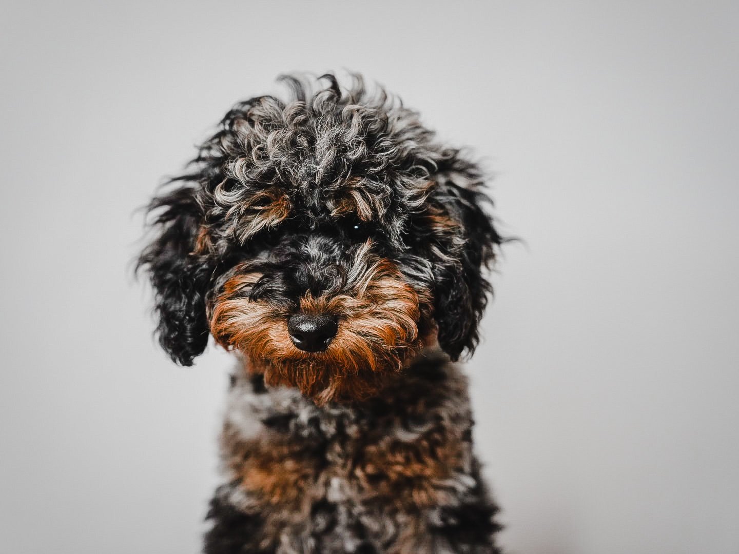 Close-up of a black and brown curly-haired puppy with a black nose against a plain light gray background.
