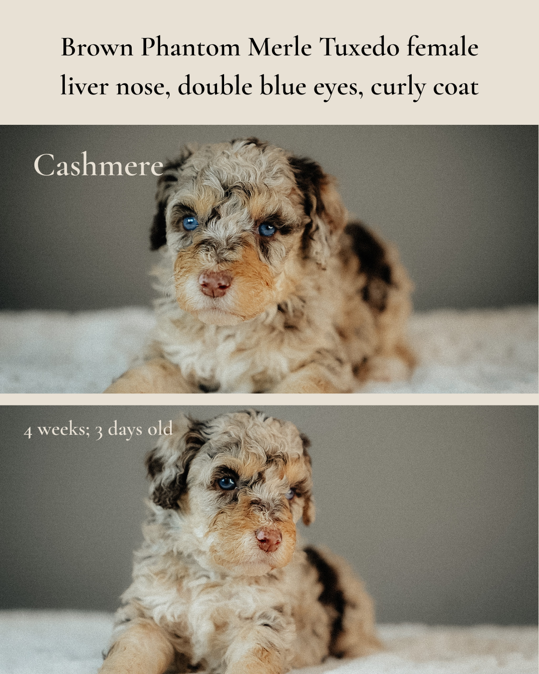 Remi & Duke Bernedoodle  CHASHMERE.png