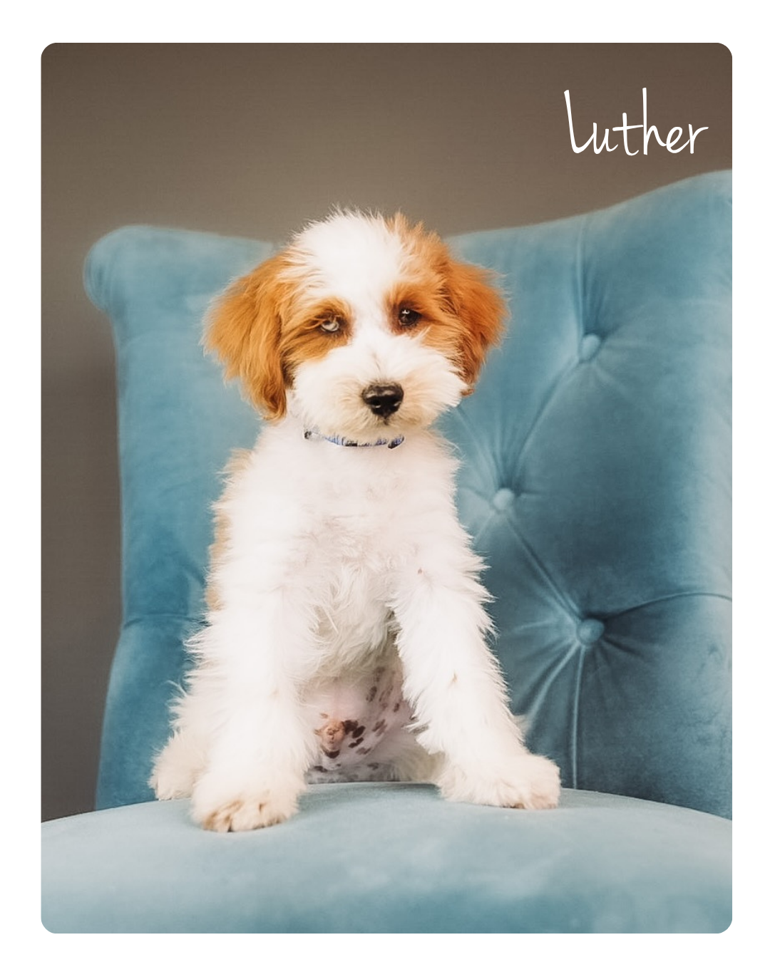 Luther.png