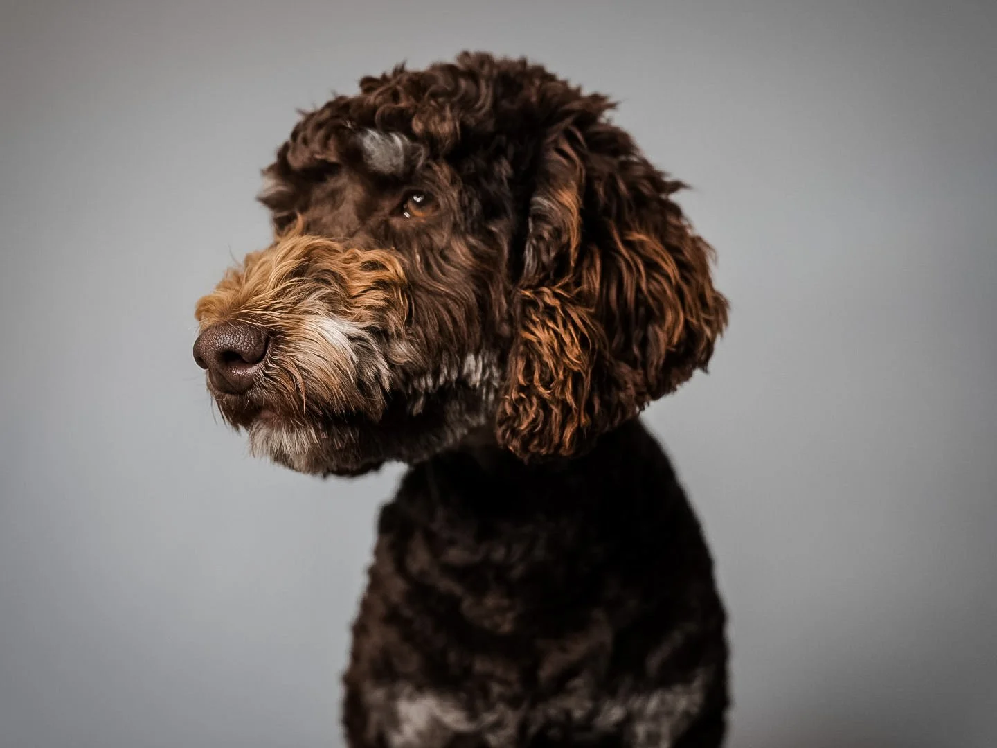 brown phantom goldendoodle puppy