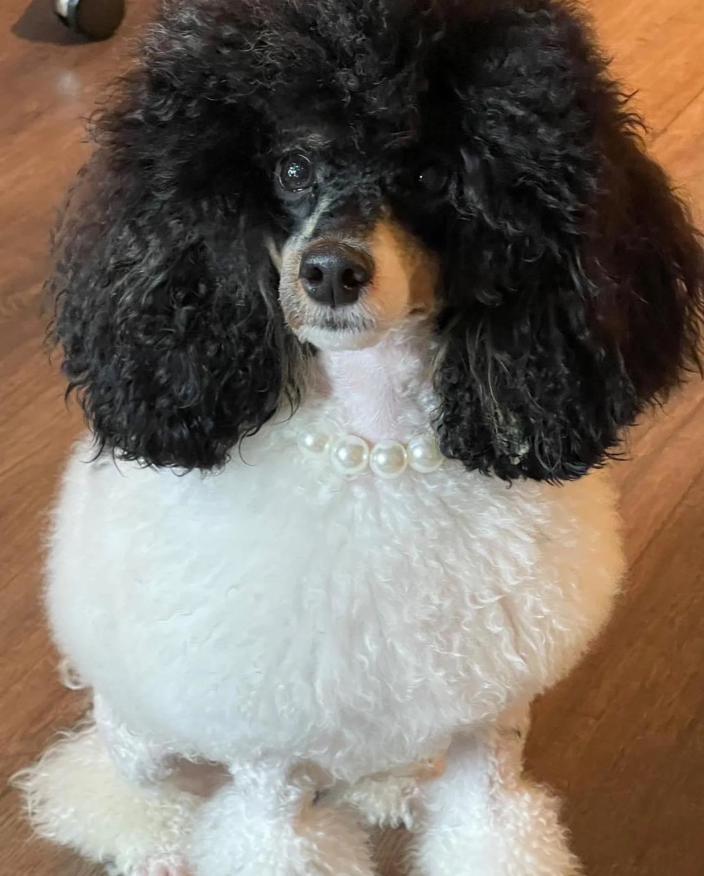 Tricolor AKC Mini Poodle Boise, Idaho