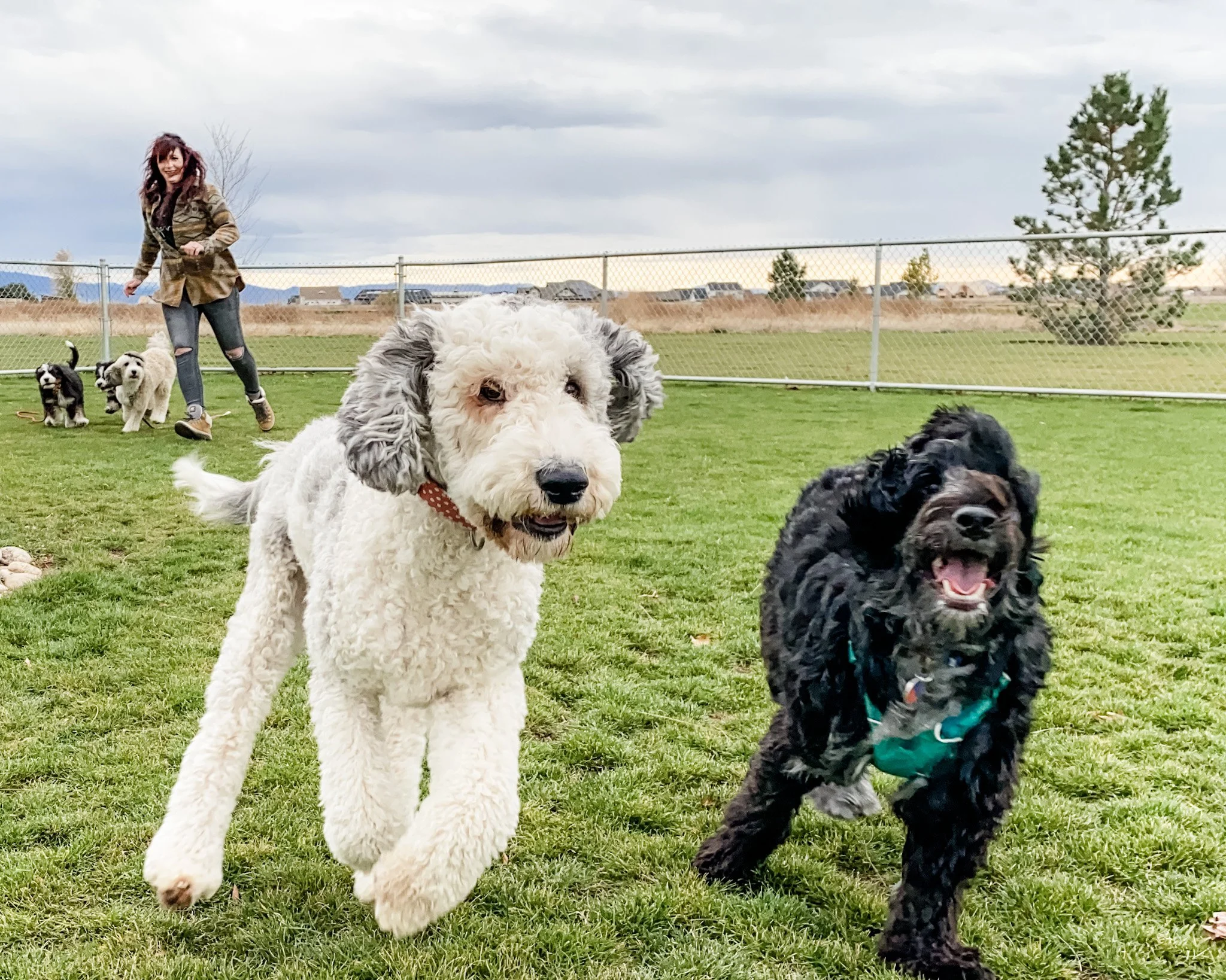 Standard Sheepadoodle Boise, Idaho