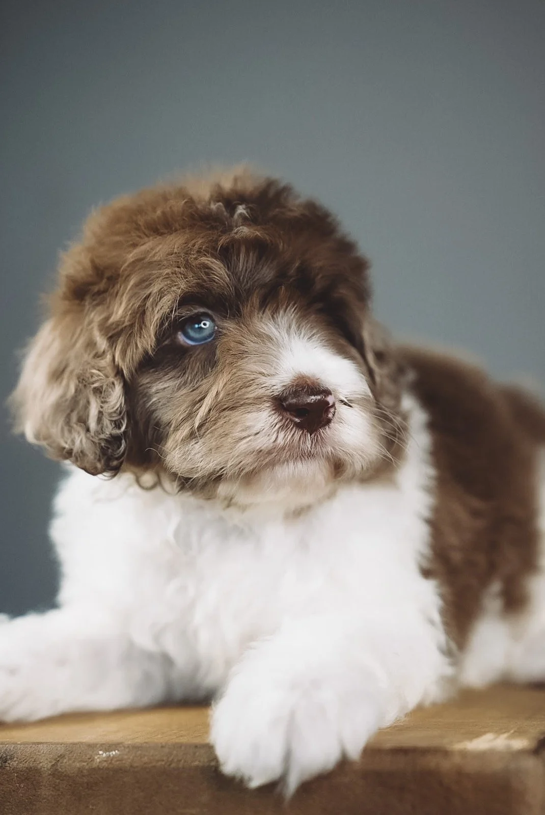 COLTON:  King Bernedoodle Male
