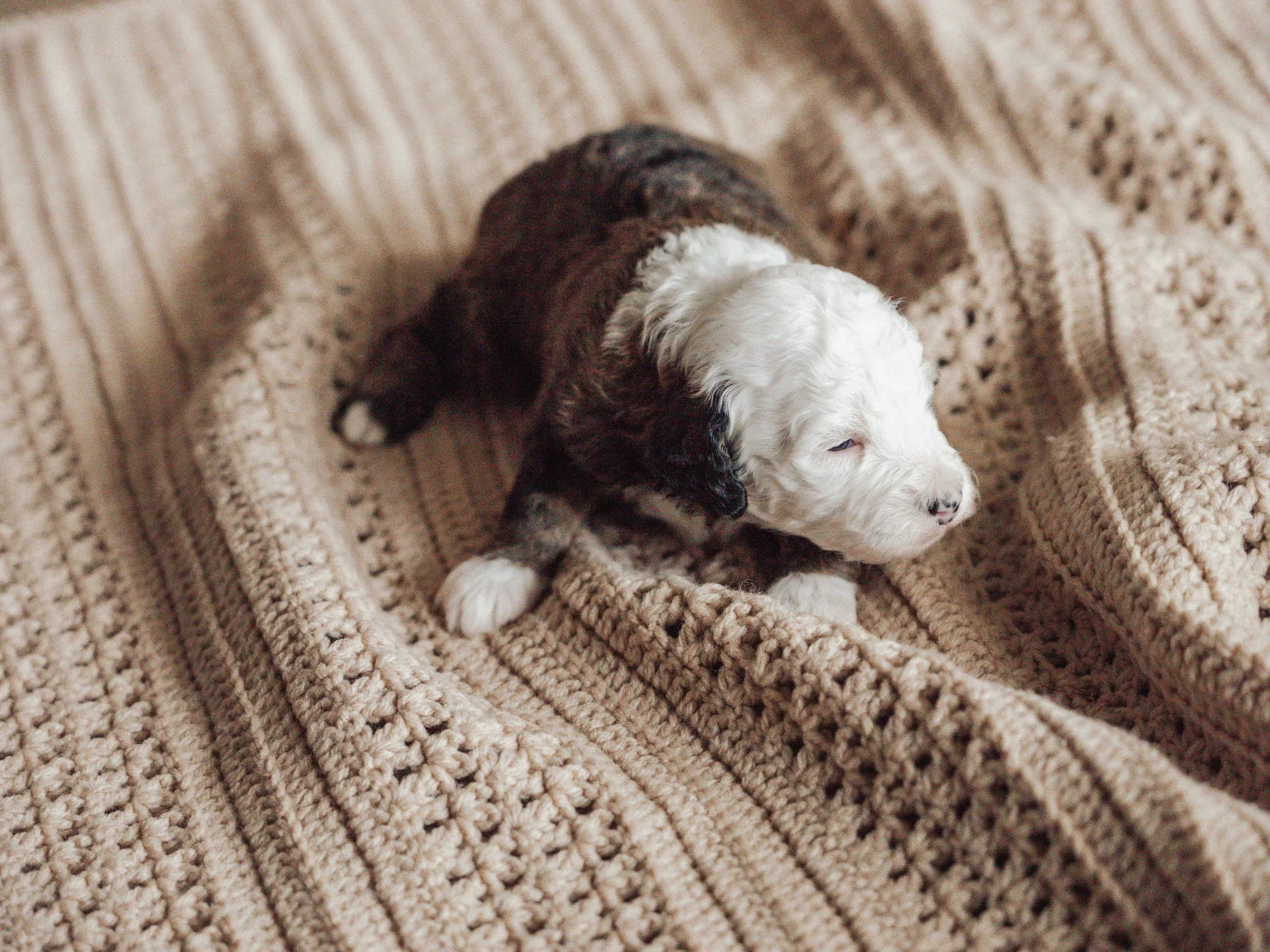 Sheepadoodle Puppy Boise, Idaho