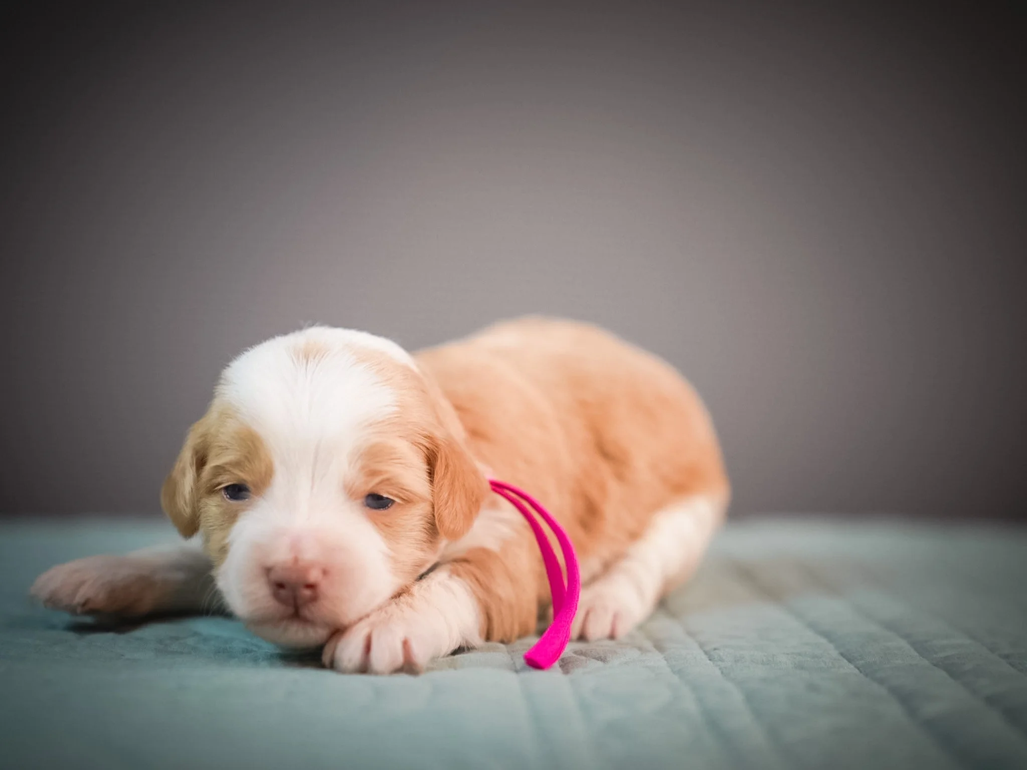 Close-up of a tiny brown and white puppy lying on a teal blanket with a dark gray background.