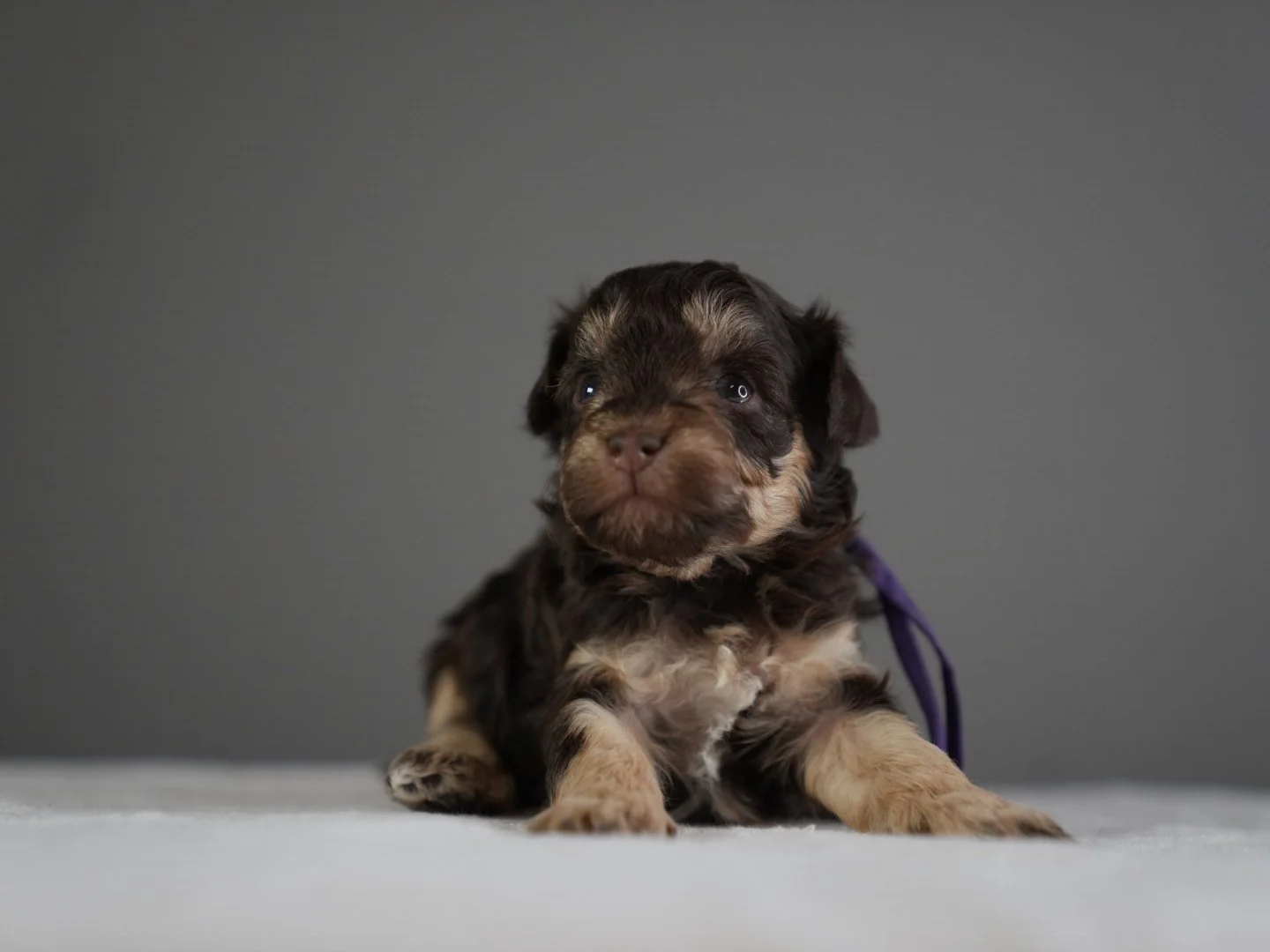 A cute puppy with dark brown and tan fur sitting on a white surface against a gray background, looking at the camera with a curious expression.