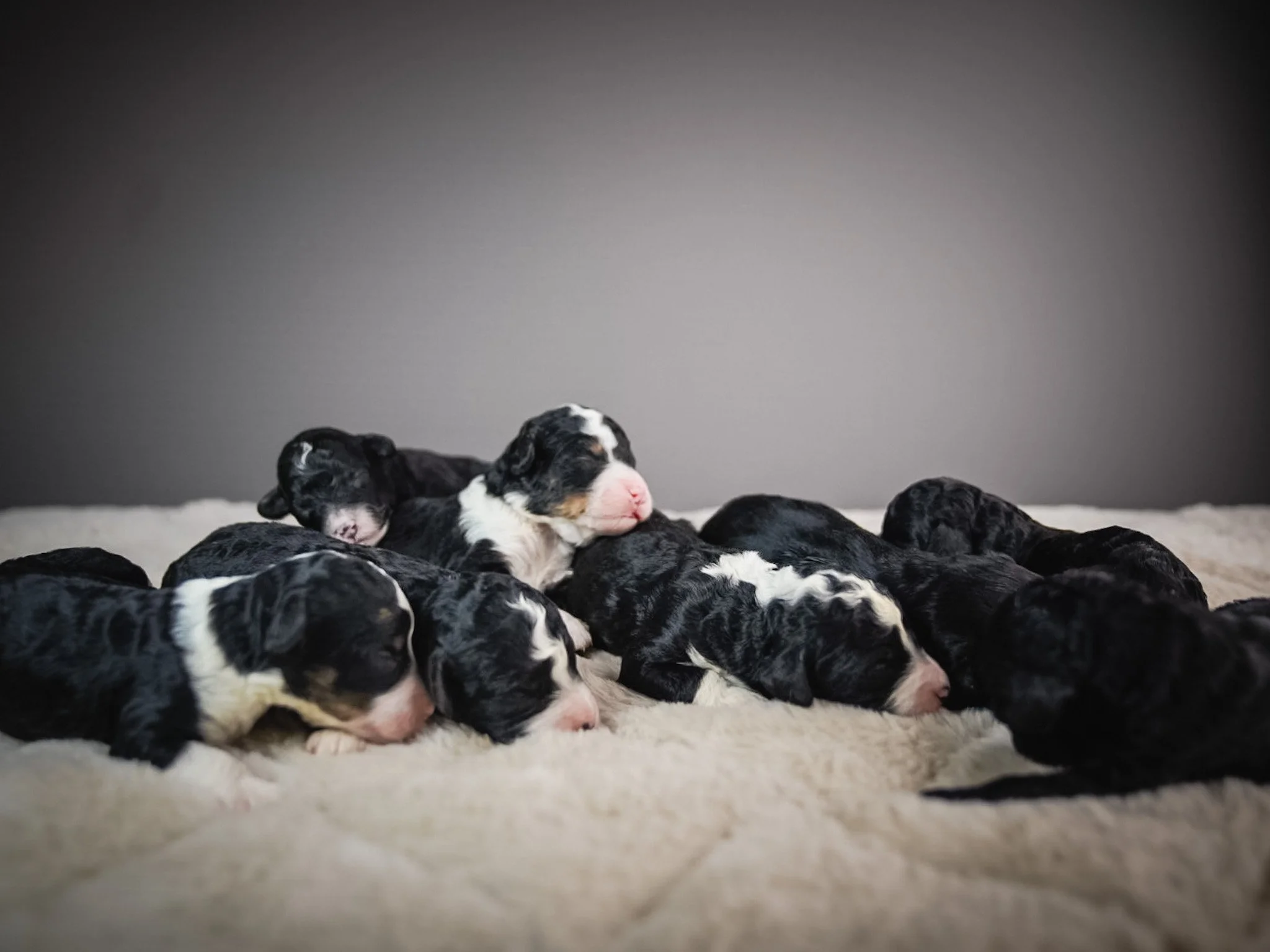 Group of newborn black and white puppies lying on a soft white blanket against a grey background.