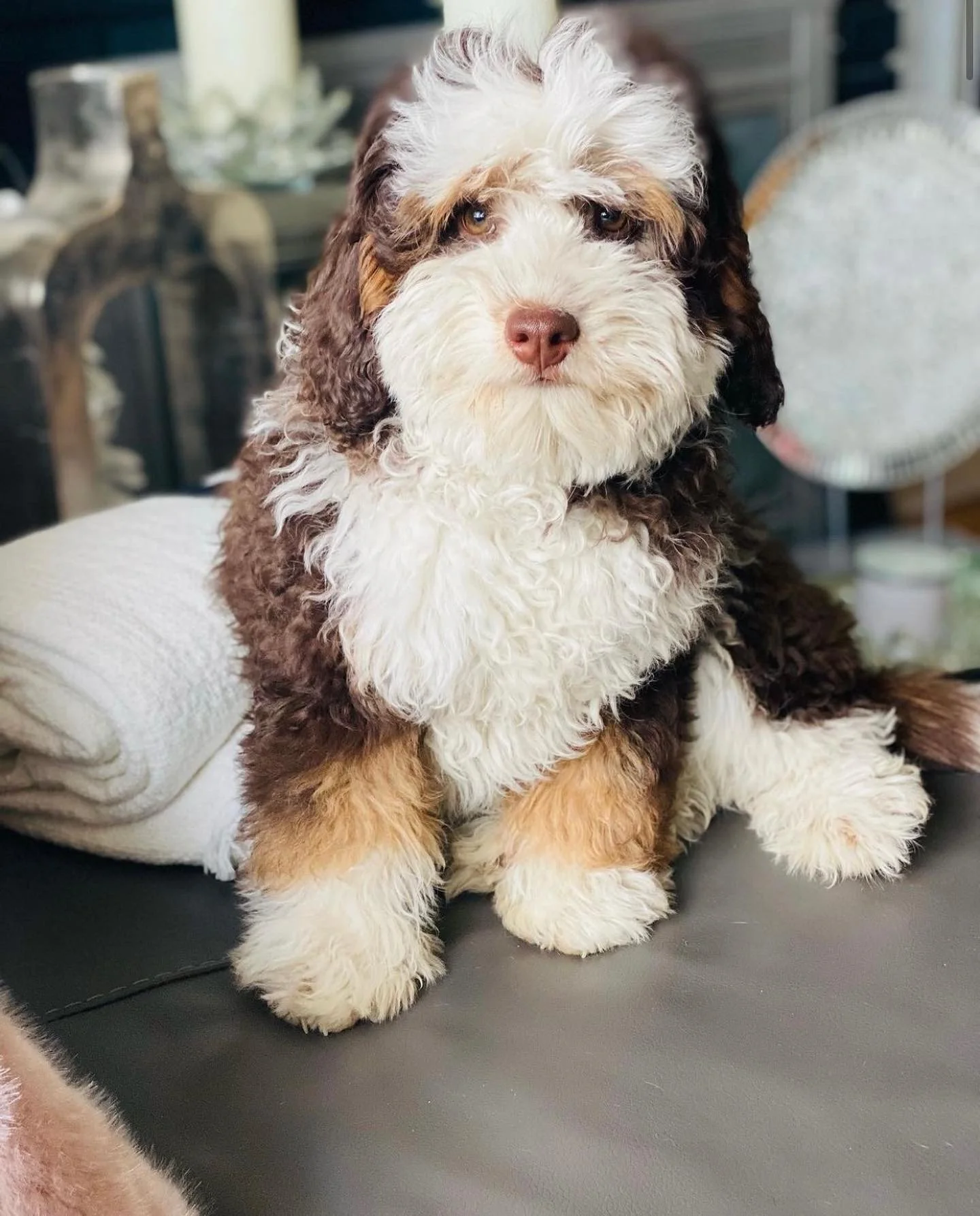 Teddy Bear Bernedoodle Boise, Idaho