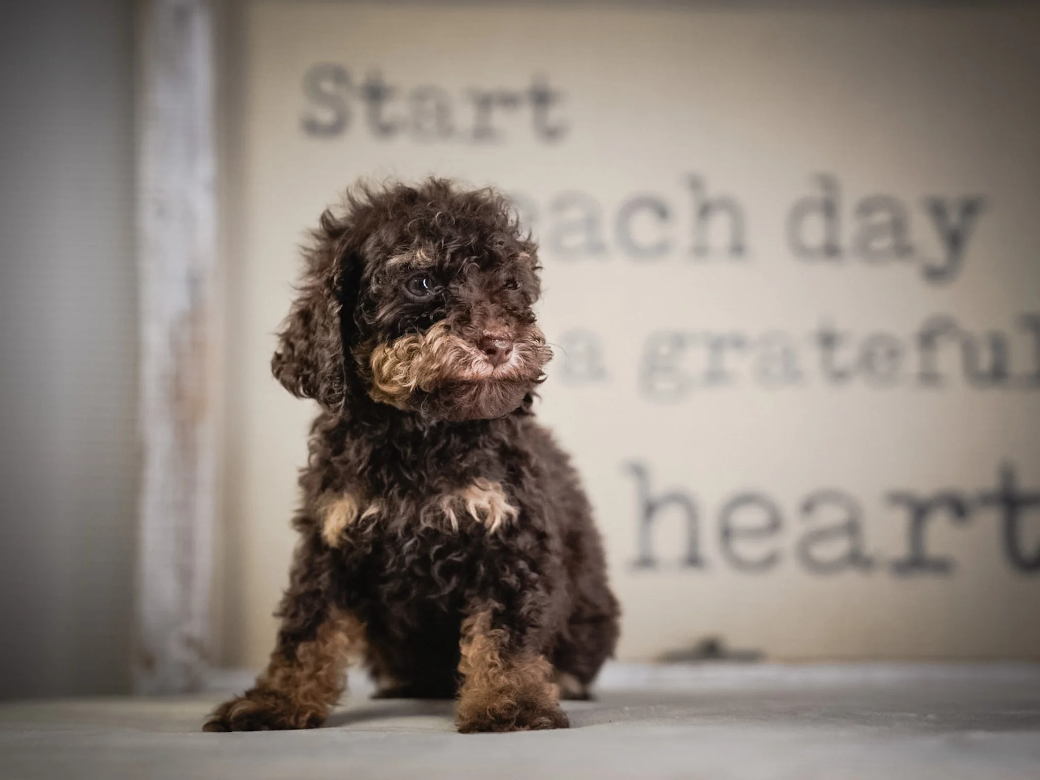 A small, fluffy brown puppy with blue eyes lying on a soft, multicolored textured blanket.