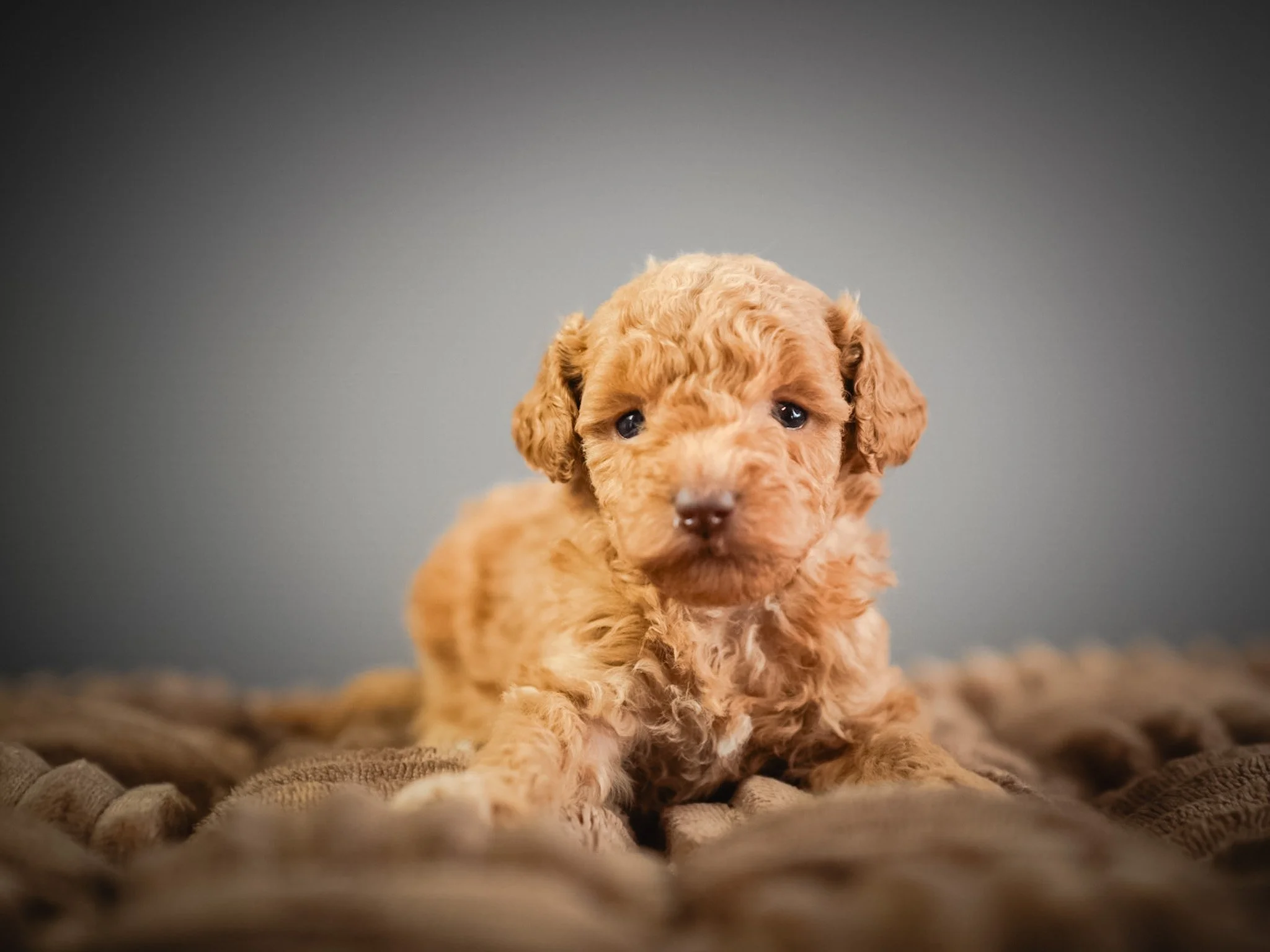A cute, curly-haired brown puppy sitting on a textured blanket with a plain gray background.