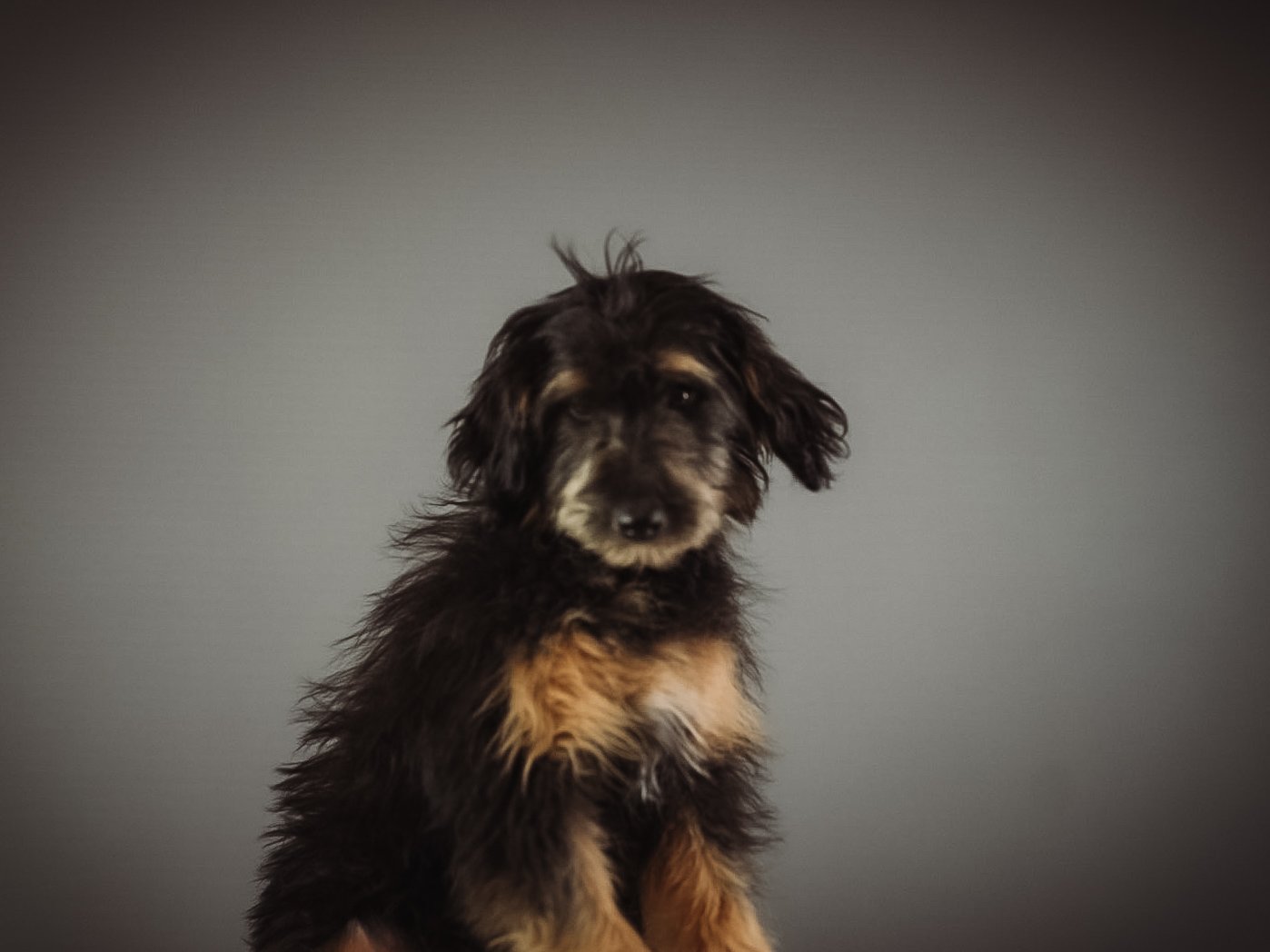 Young black and tan puppy with floppy ears sitting against a plain gray background