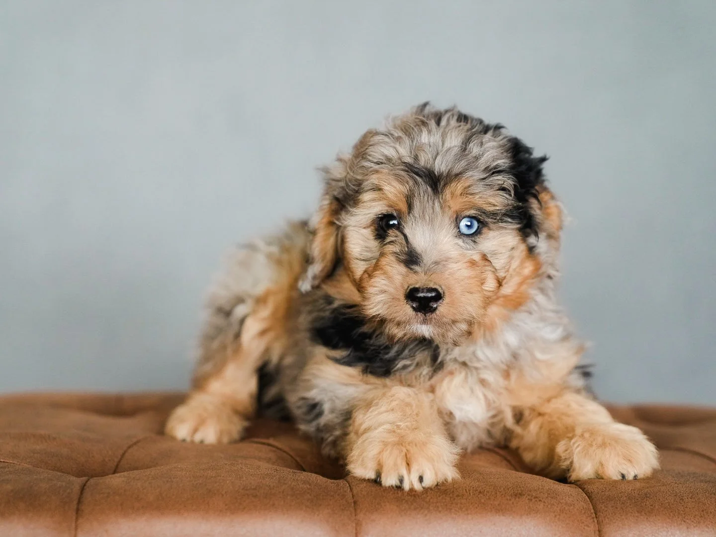 aussiedoodle puppy boise, idaho
