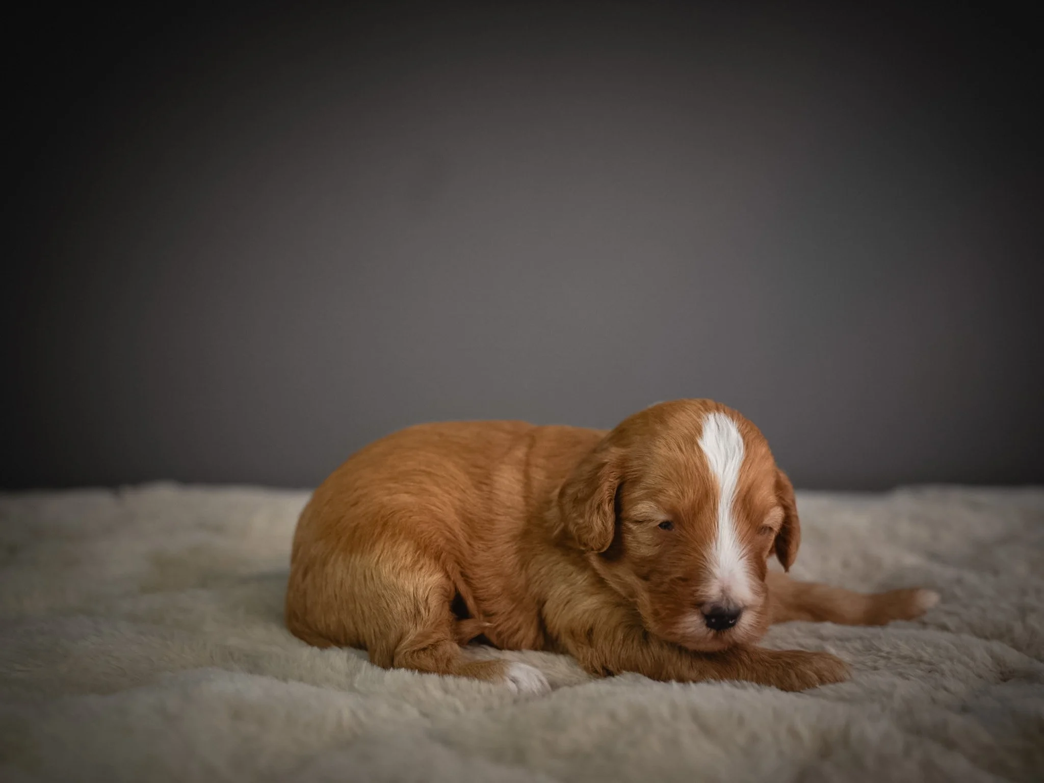 A small, light-brown puppy with a white stripe on its face is lying on a soft, fluffy surface with a dark gray background.