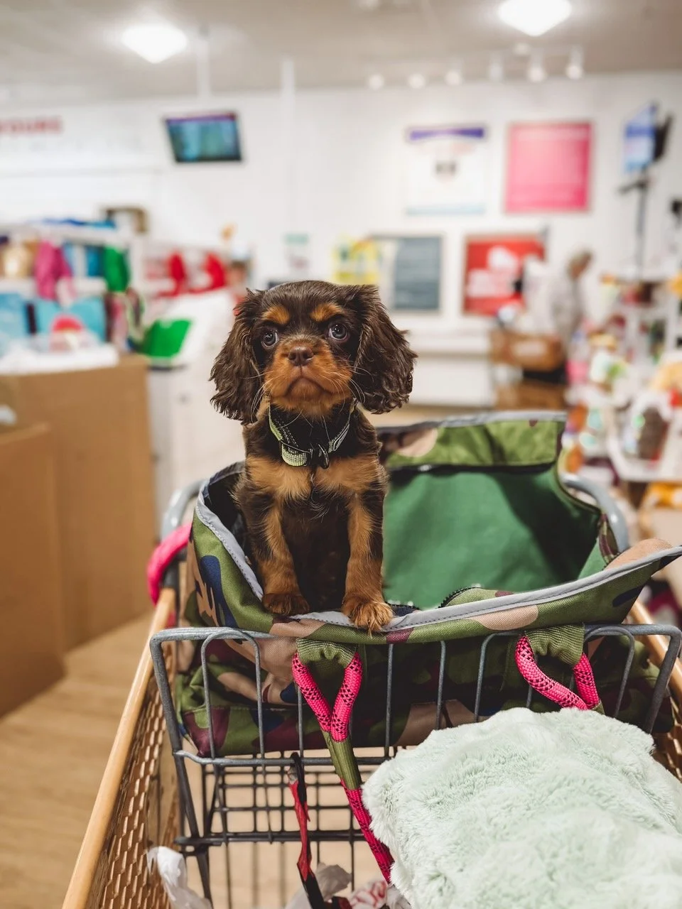 A cute brown and black puppy sitting in a shopping cart at a store.