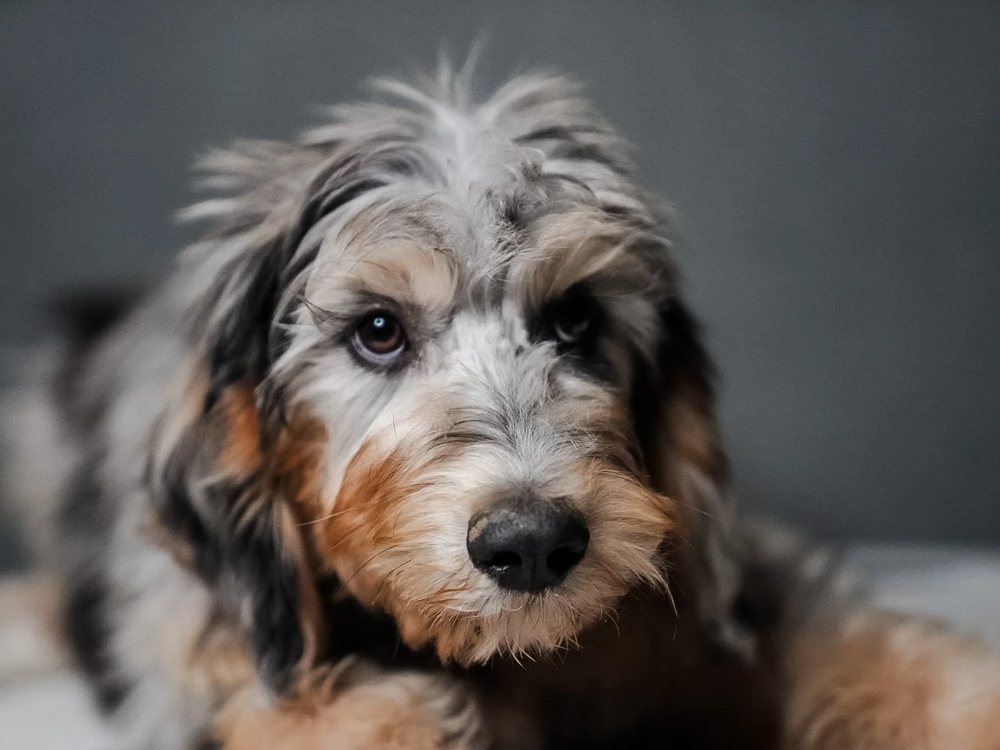 Close-up of a fluffy Australian Shepherd puppy with multi-colored fur, brown and blue eyes, resting on a light-colored surface against a gray background.