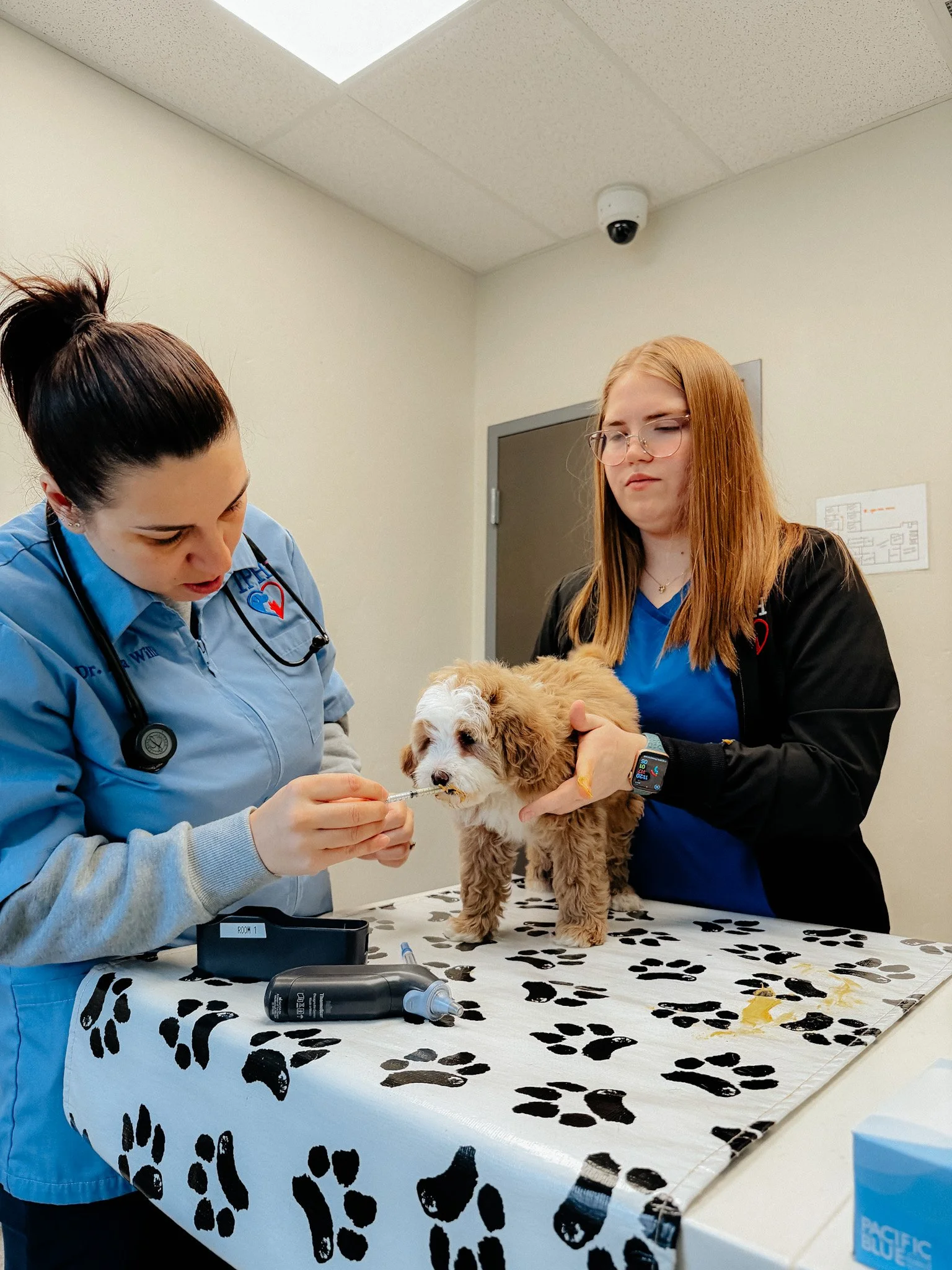 Veterinary clinic with two women examining a small fluffy dog on an examination table with paw print cover, one woman in blue scrubs administering medication with a syringe, and the other woman in black holding the dog. Medical equipment and a security camera are visible.
