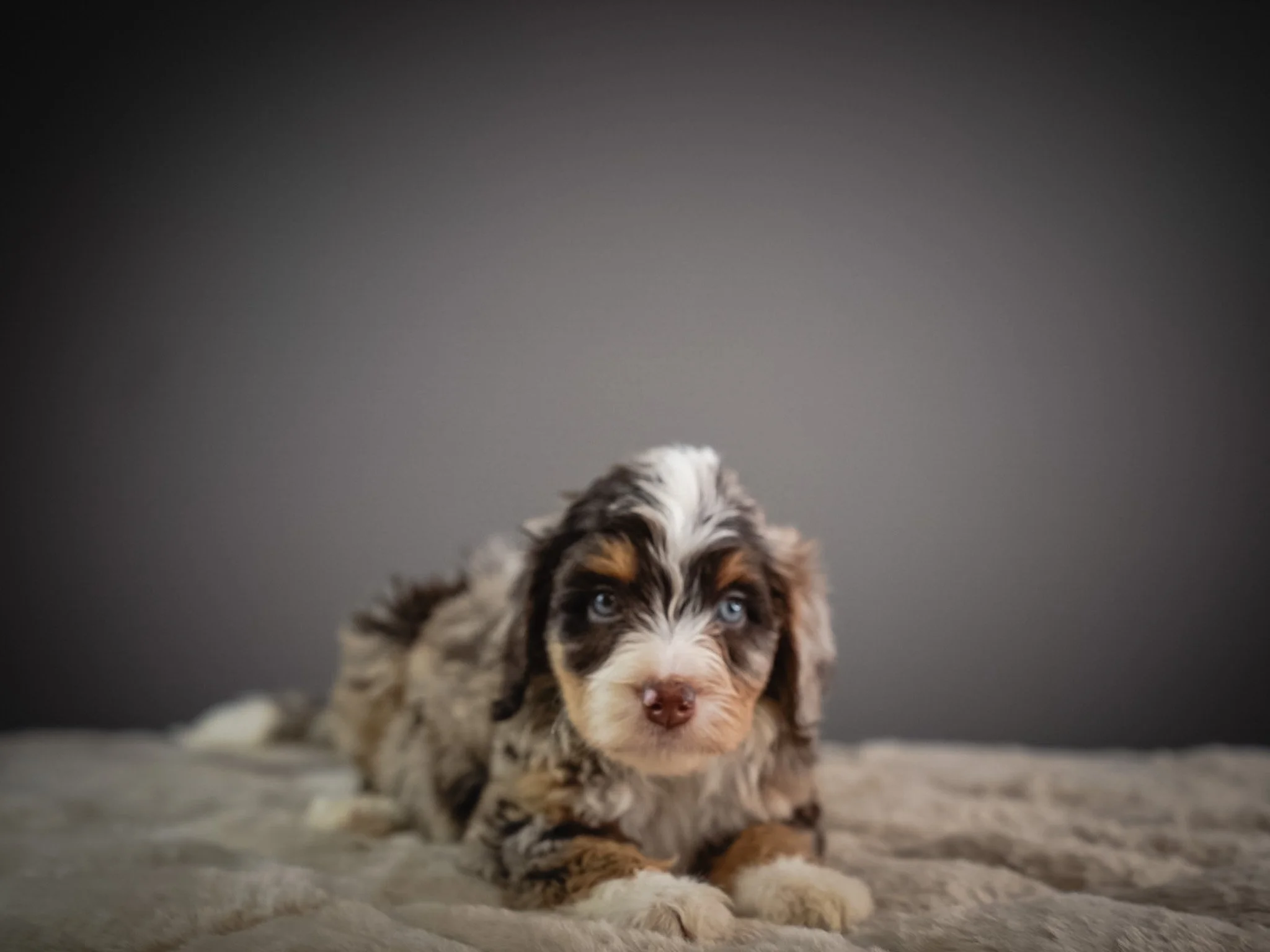 Close-up of a adorable Australian Shepherd puppy with blue eyes lying on a soft surface against a dark background.