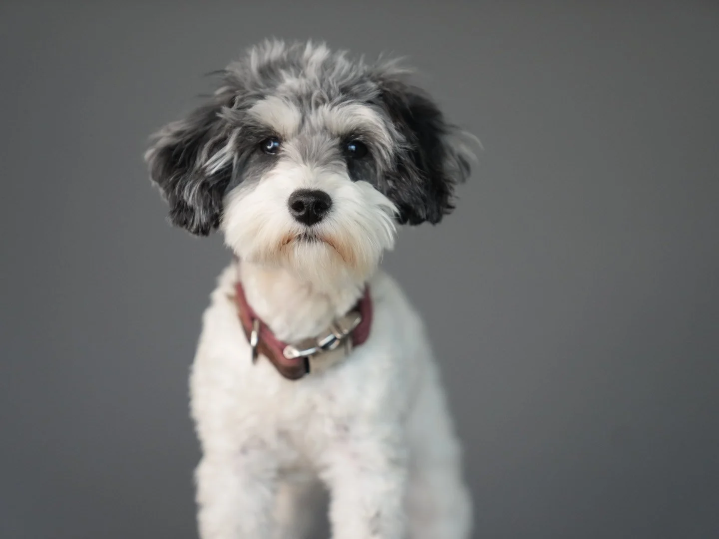 Cute black and white fluffy dog with a maroon collar against a plain gray background.