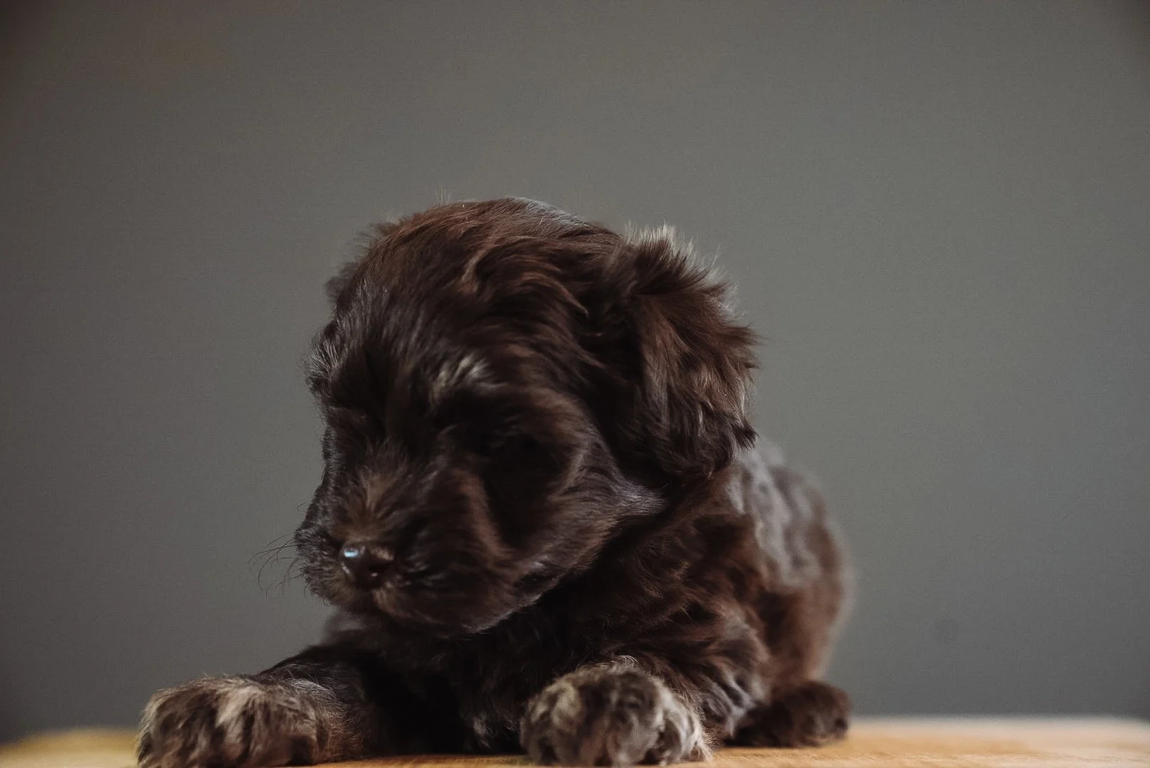 F1 tiny chocolate phantom schnoodle female
