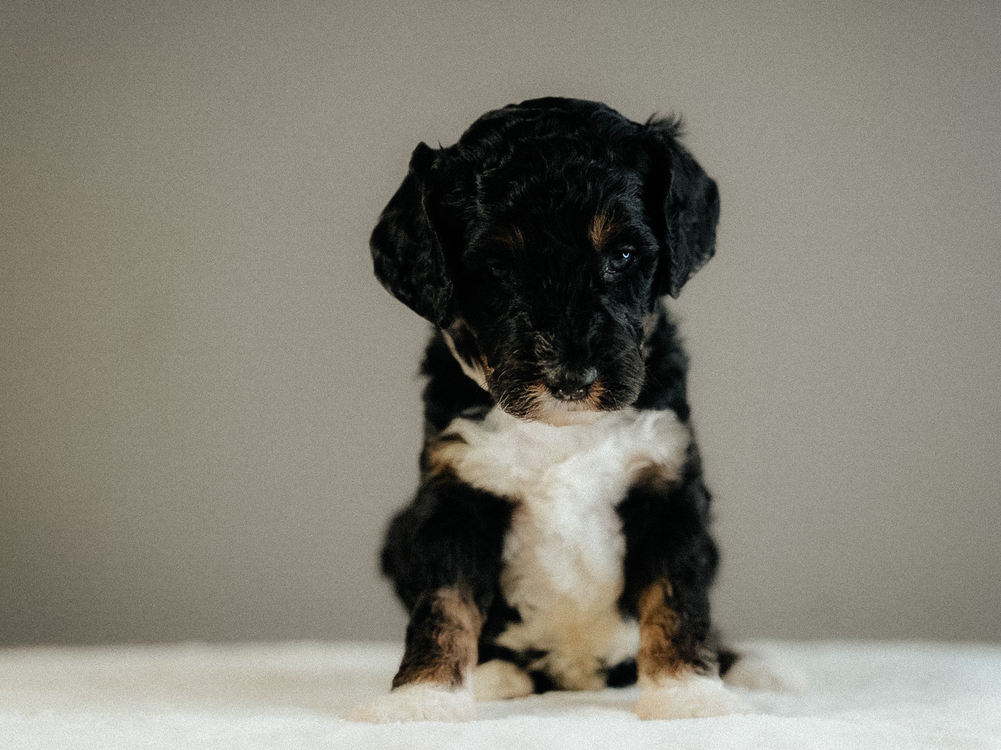 A cute black and brown puppy with white markings sitting on a white surface against a gray background.