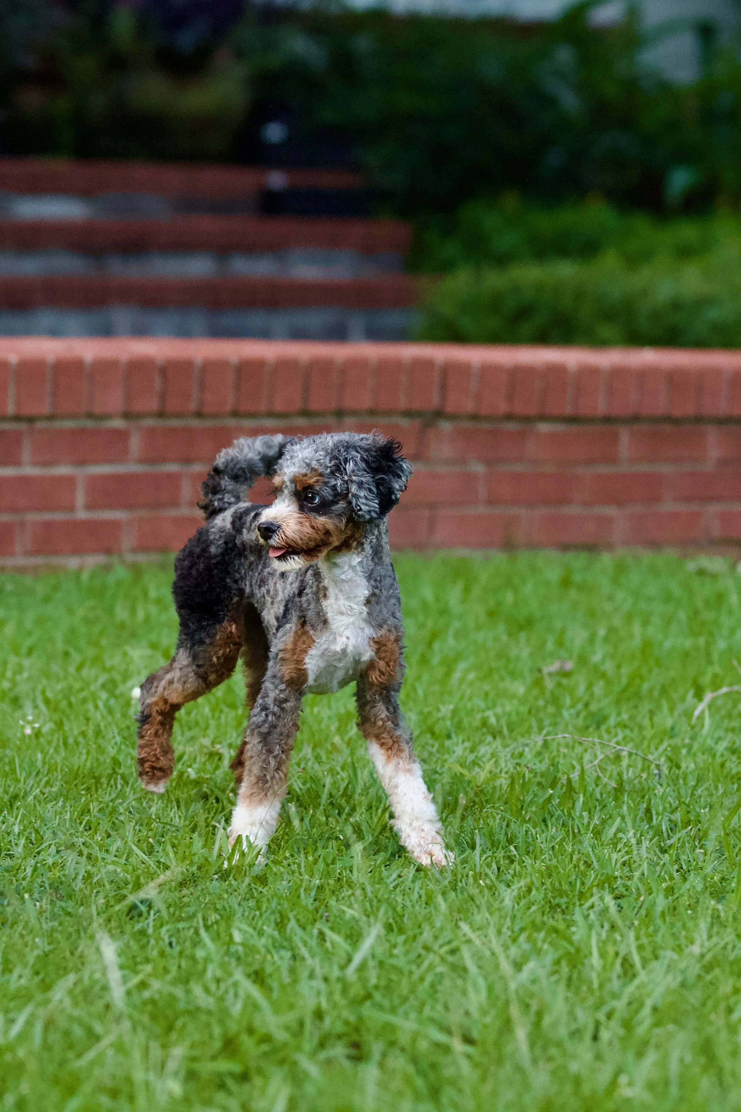 A cute brown puppy with floppy ears sitting on a wooden deck, looking at the camera, wearing a red collar with a bone-shaped tag that says 'Baby.'
