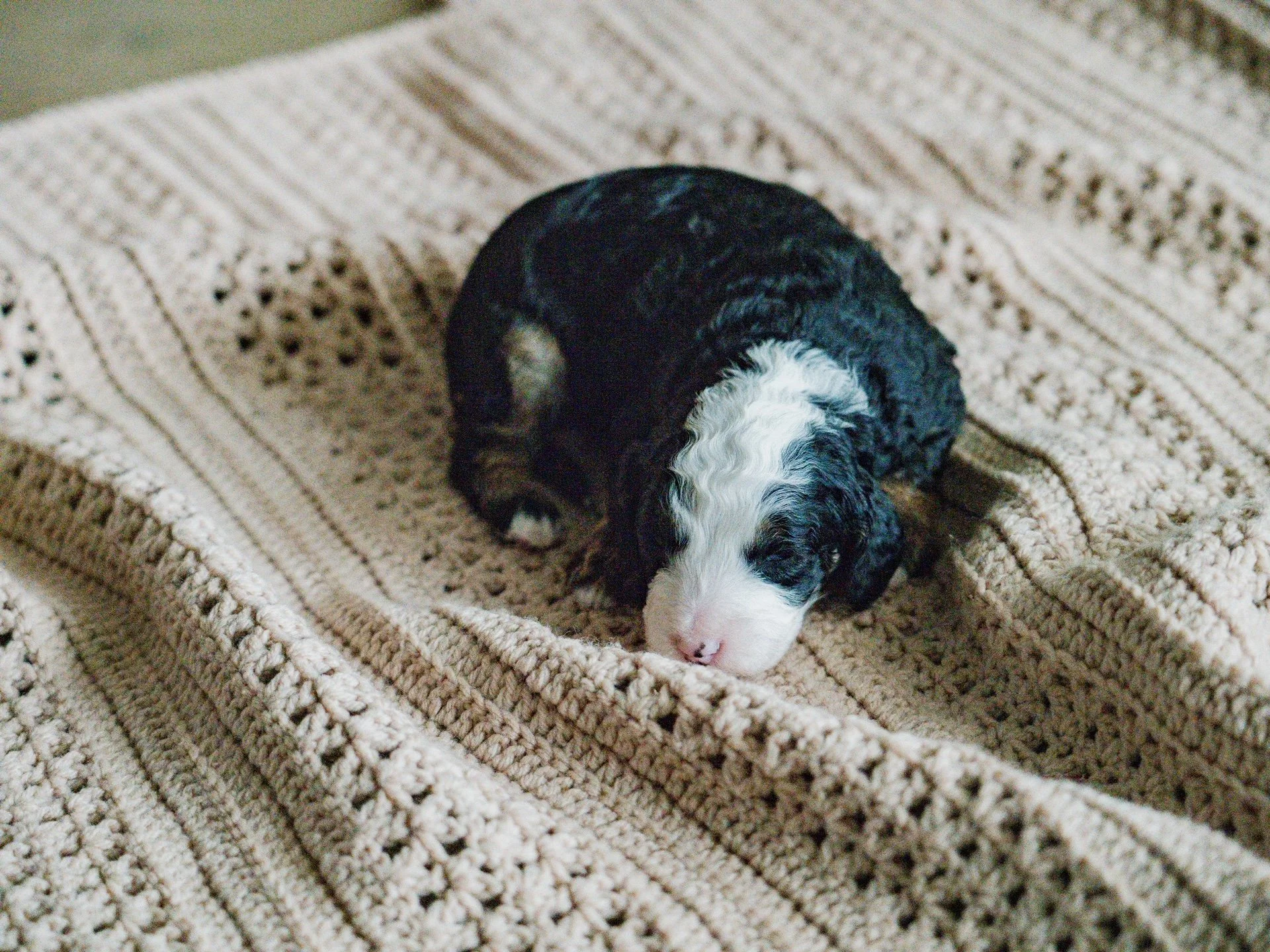 Sheepadoodle Puppy Boise, Idaho