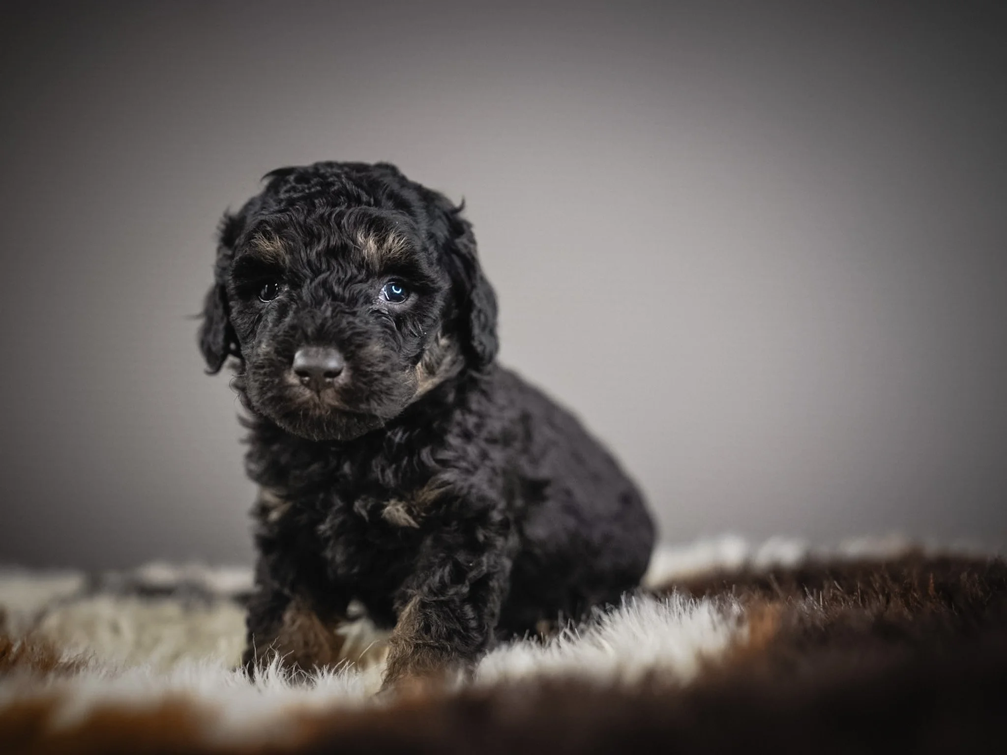 A black puppy with curly fur and blue eyes sitting on a fuzzy rug against a gray background.