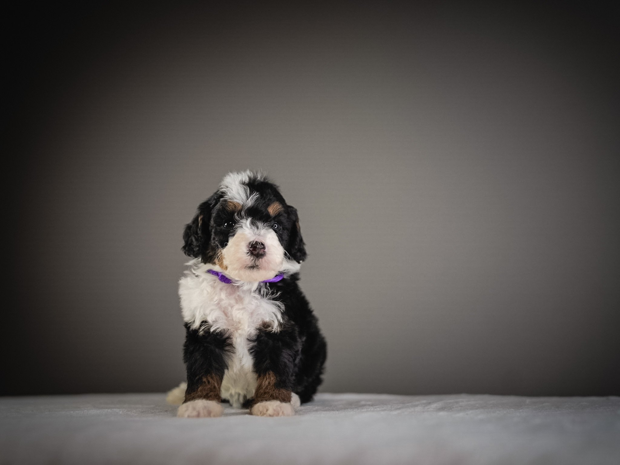 A cute black, white, and brown puppy sitting on a gray surface against a dark gradient background.