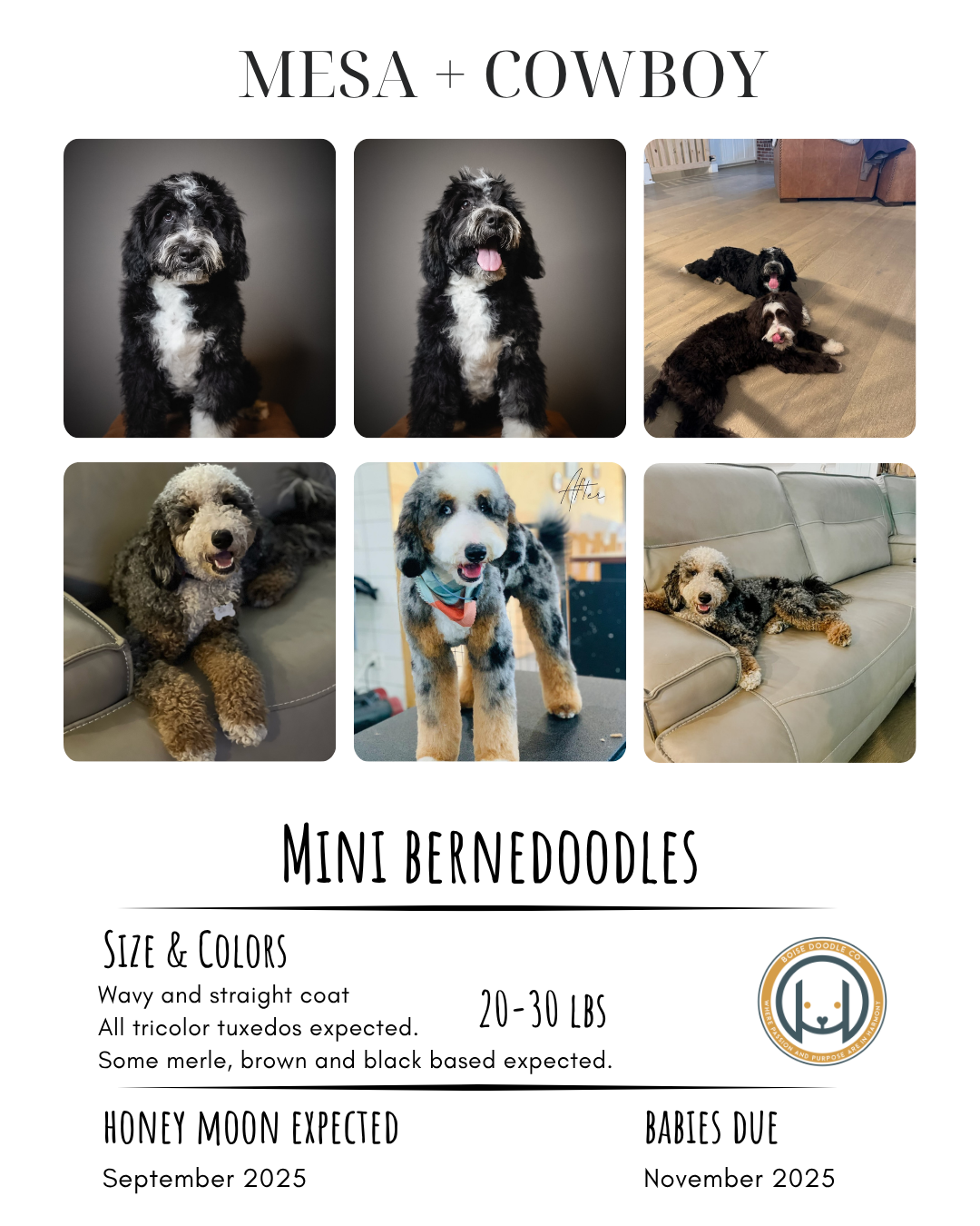 Image of a pet adoption flyer for Mini Bernedoodles, featuring photos of grown and puppy dogs with black, white, and brown coats, and information about size, expected weight, and anticipated arrival dates.