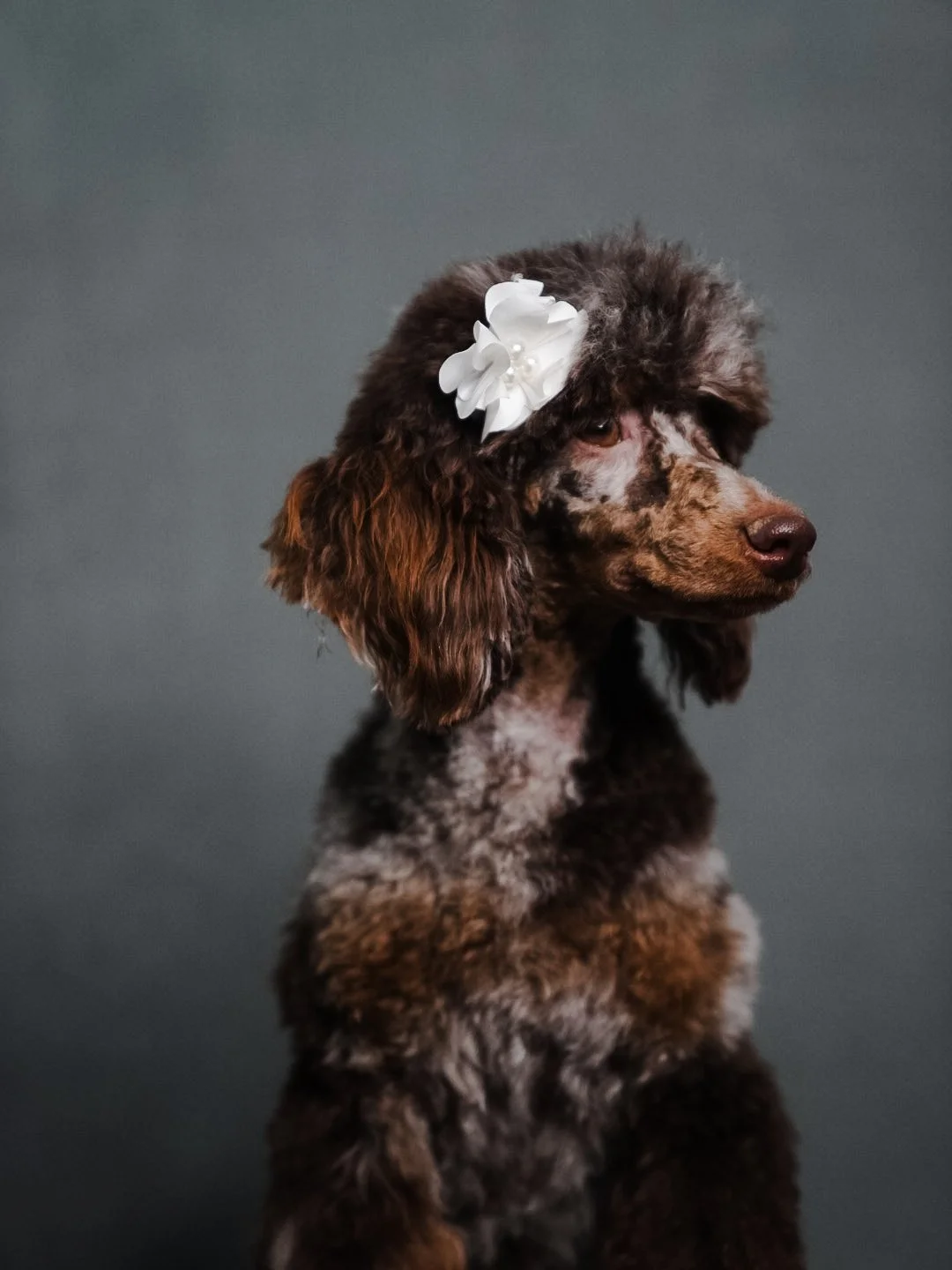 brown phantom merle mini poodle