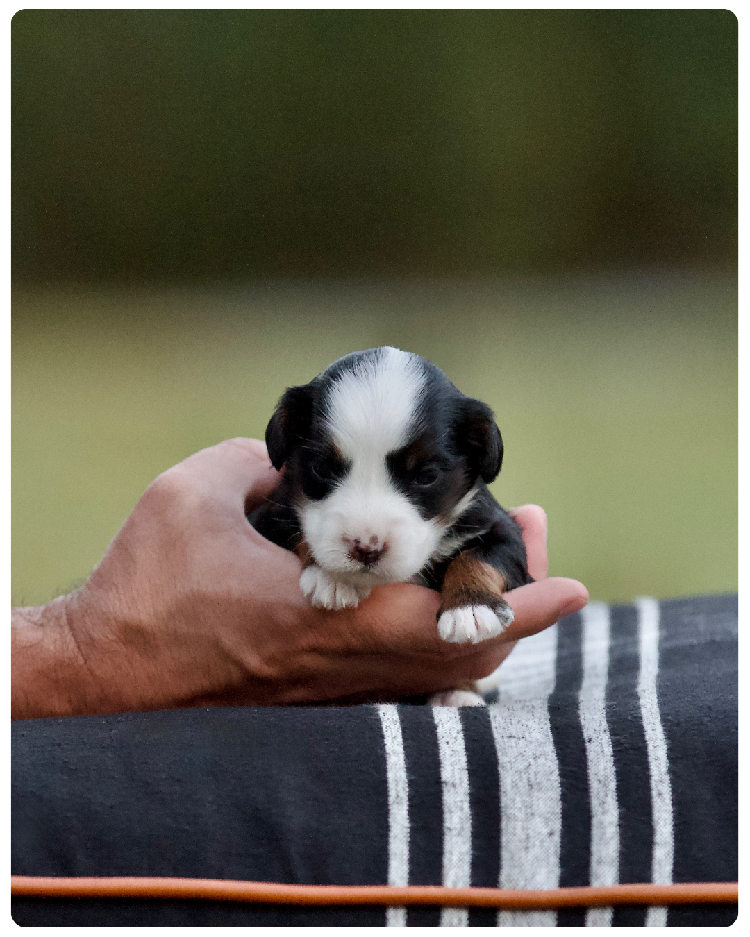 A small black, white, and brown puppy held gently in a person's hand, with a blurred green background.