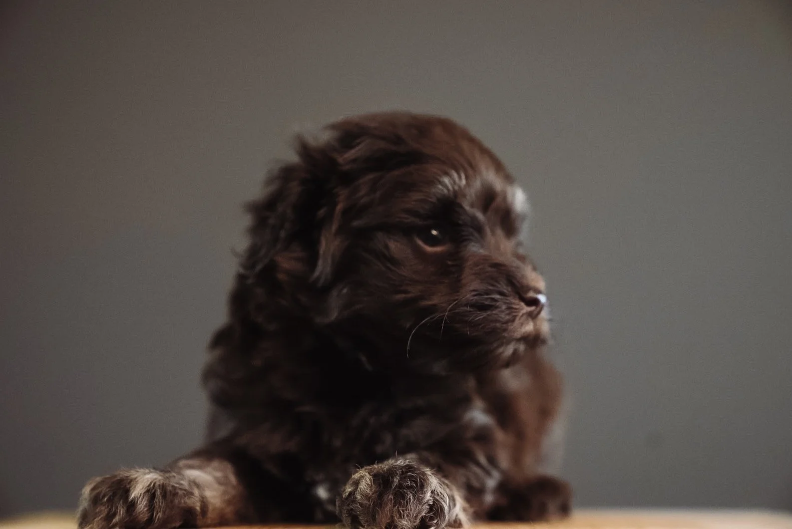 F1 tiny chocolate phantom schnoodle female