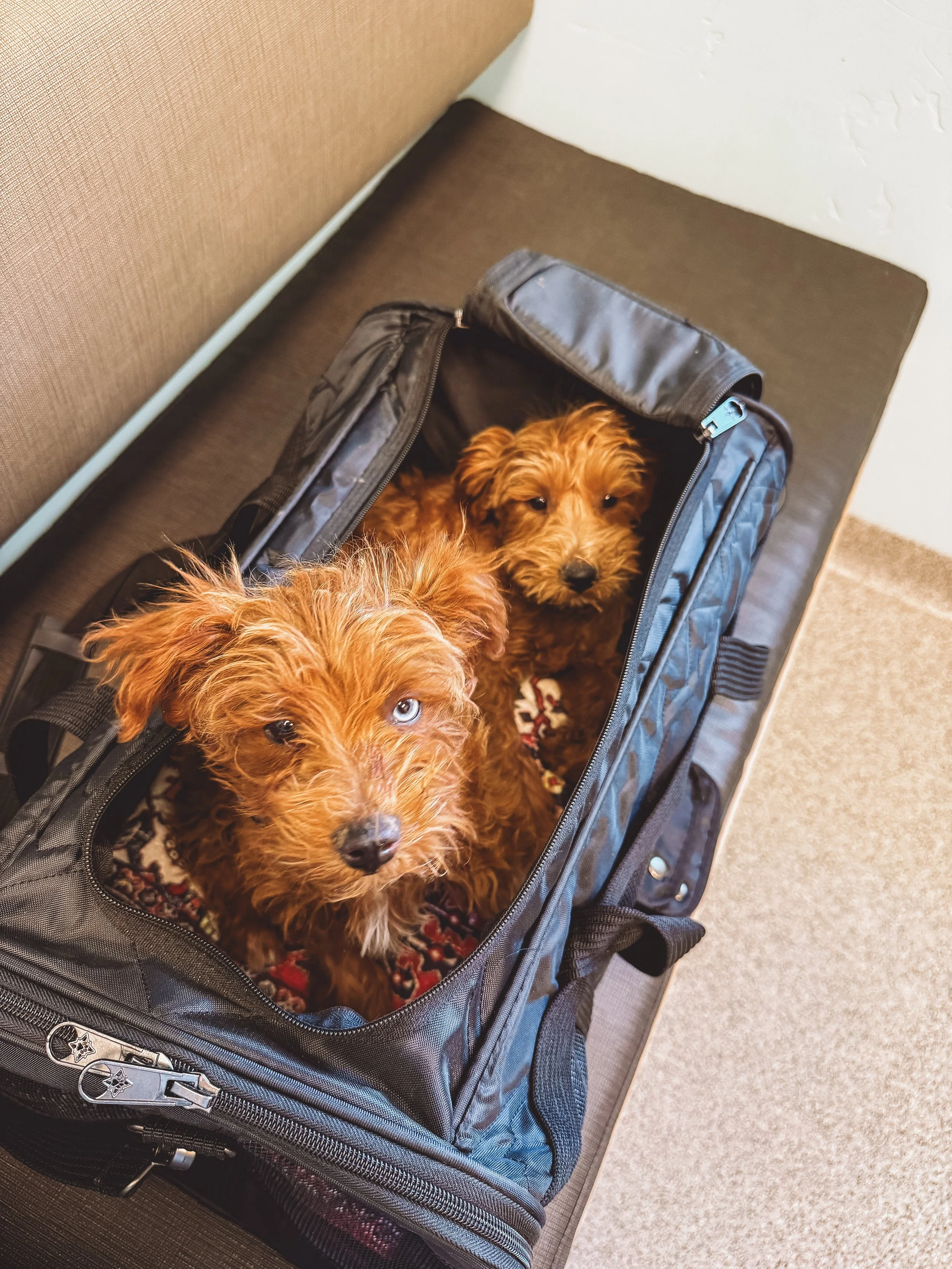 Two small fluffy dogs inside a black pet carrier on a brown surface.