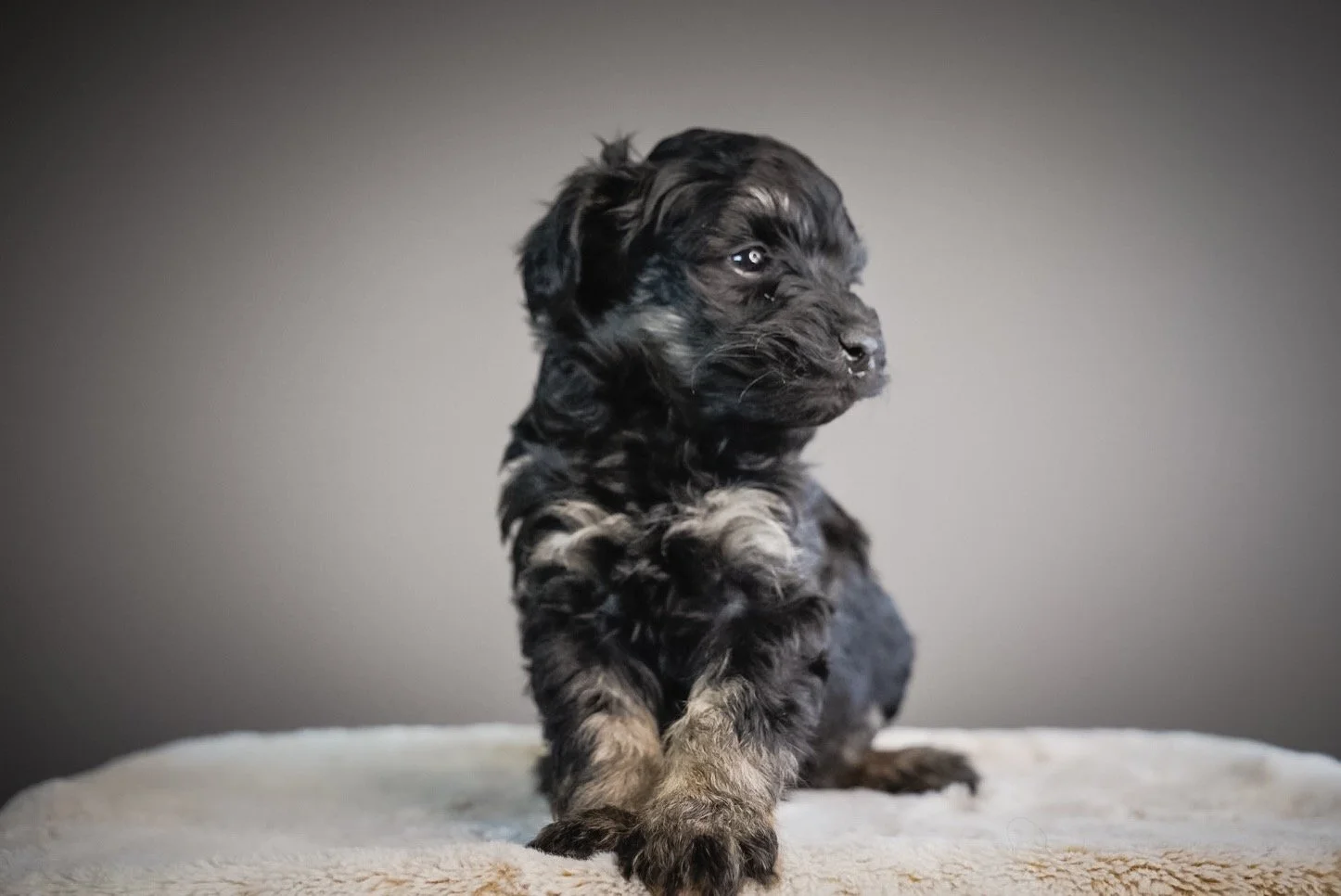 F1 black phantom schnoodle puppy