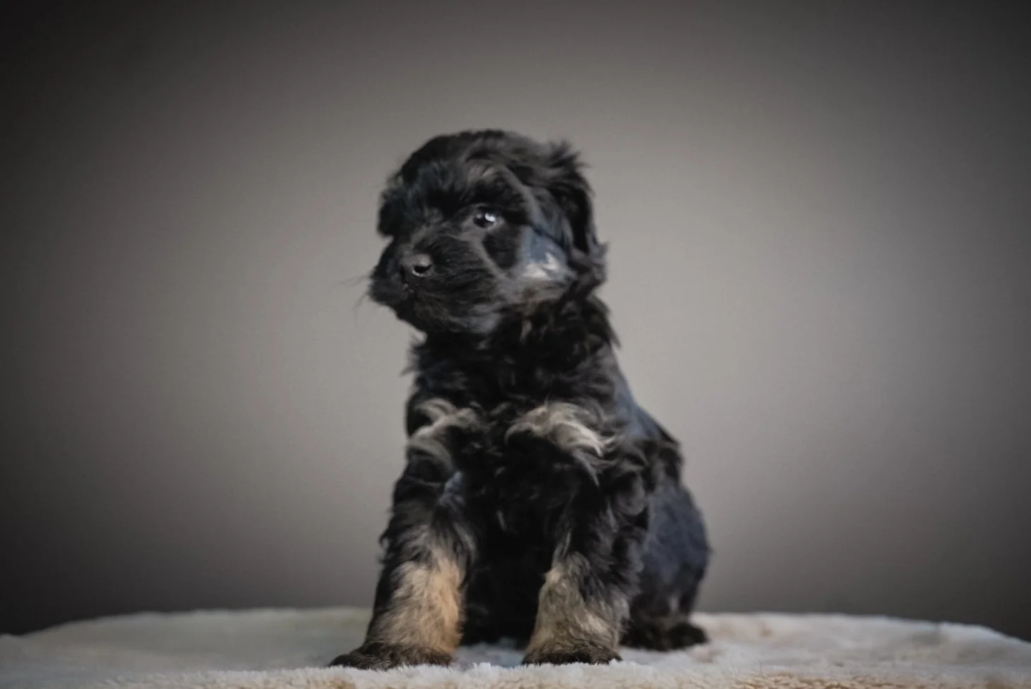 F1 black phantom schnoodle puppy